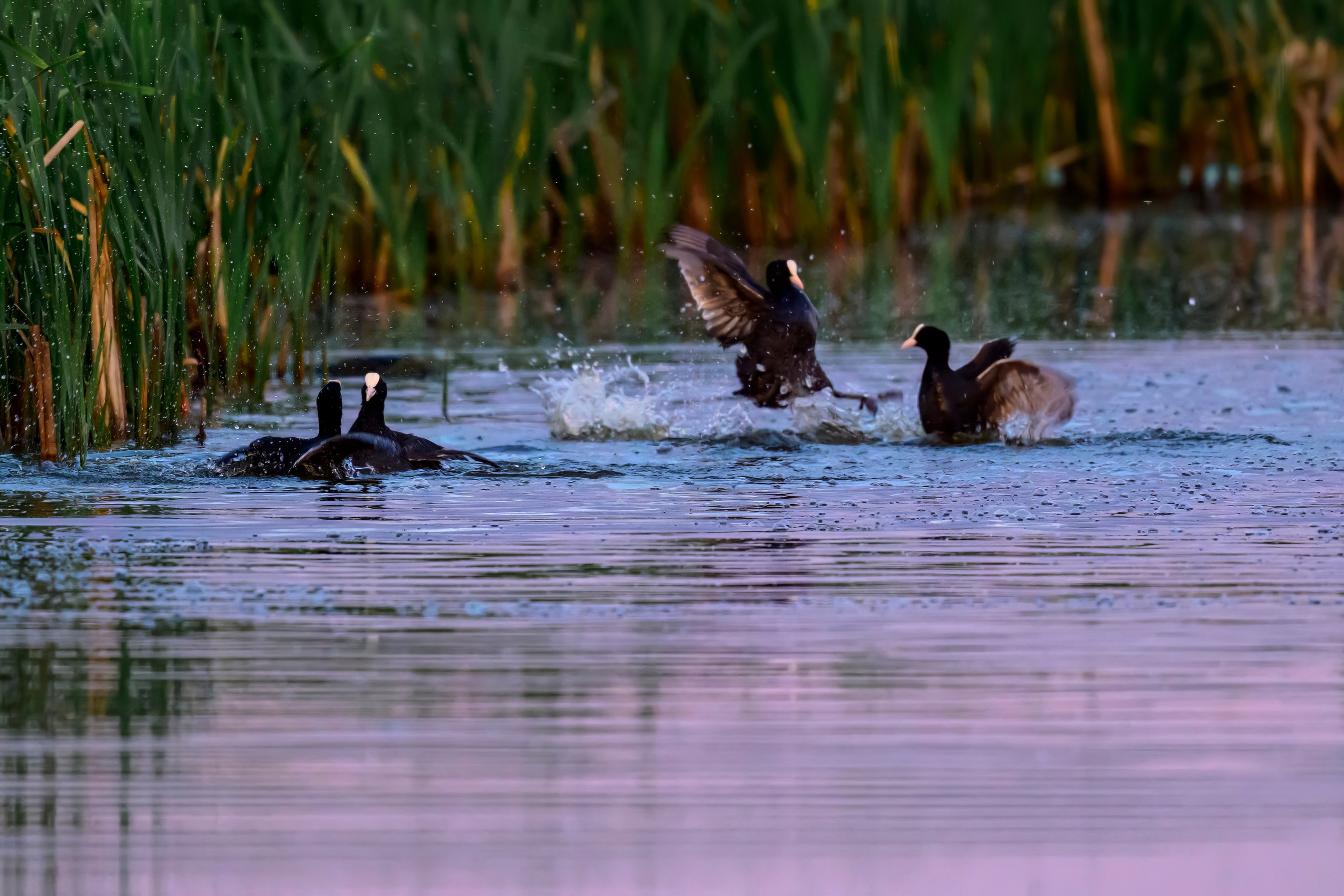 Драки лысух и лунь. Wildlife photography by Sergey Puponin