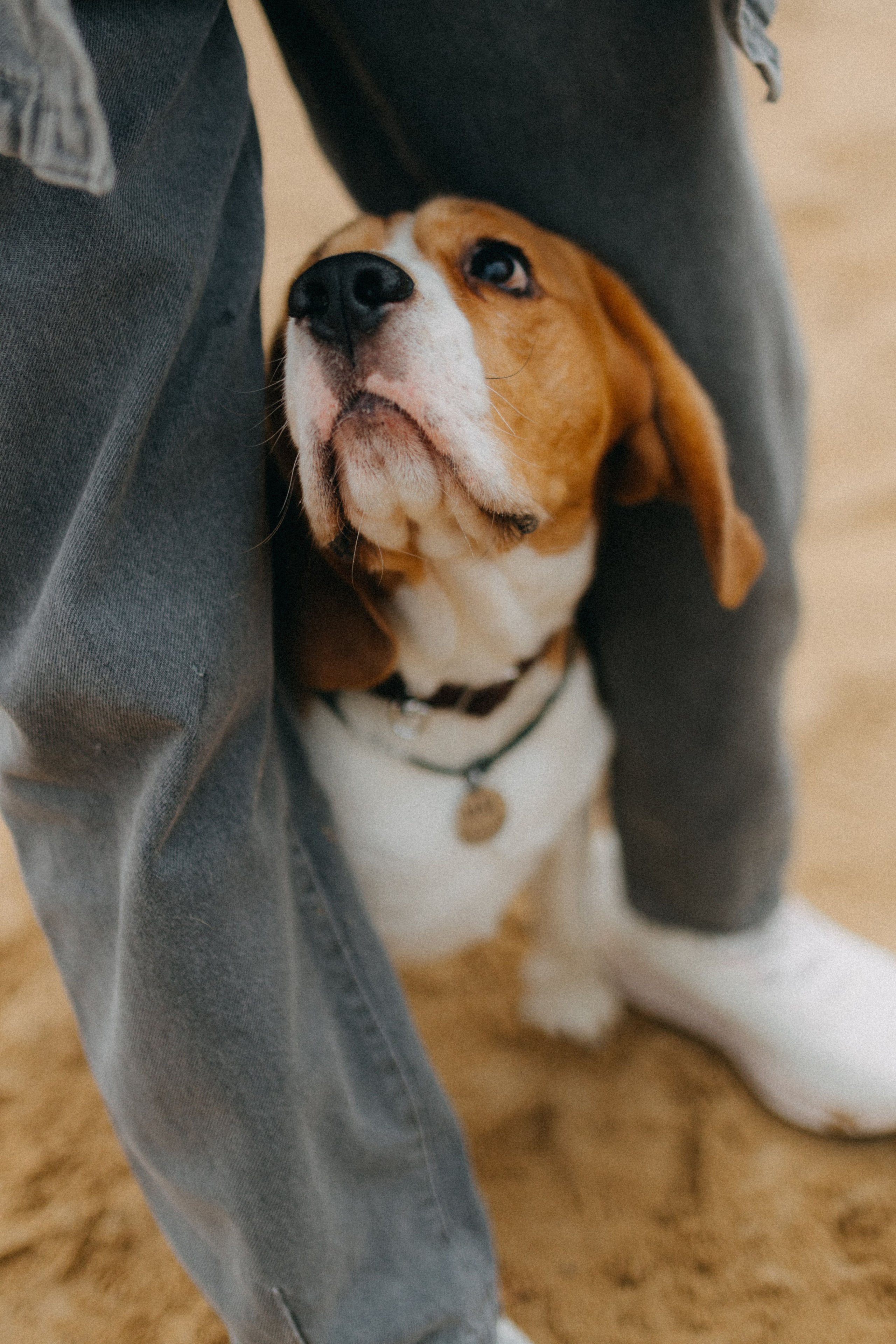 Ксюша & Федя. Прогулка с Лайдом. Фотограф НОГИНСК, Москва, Анастасия Белая