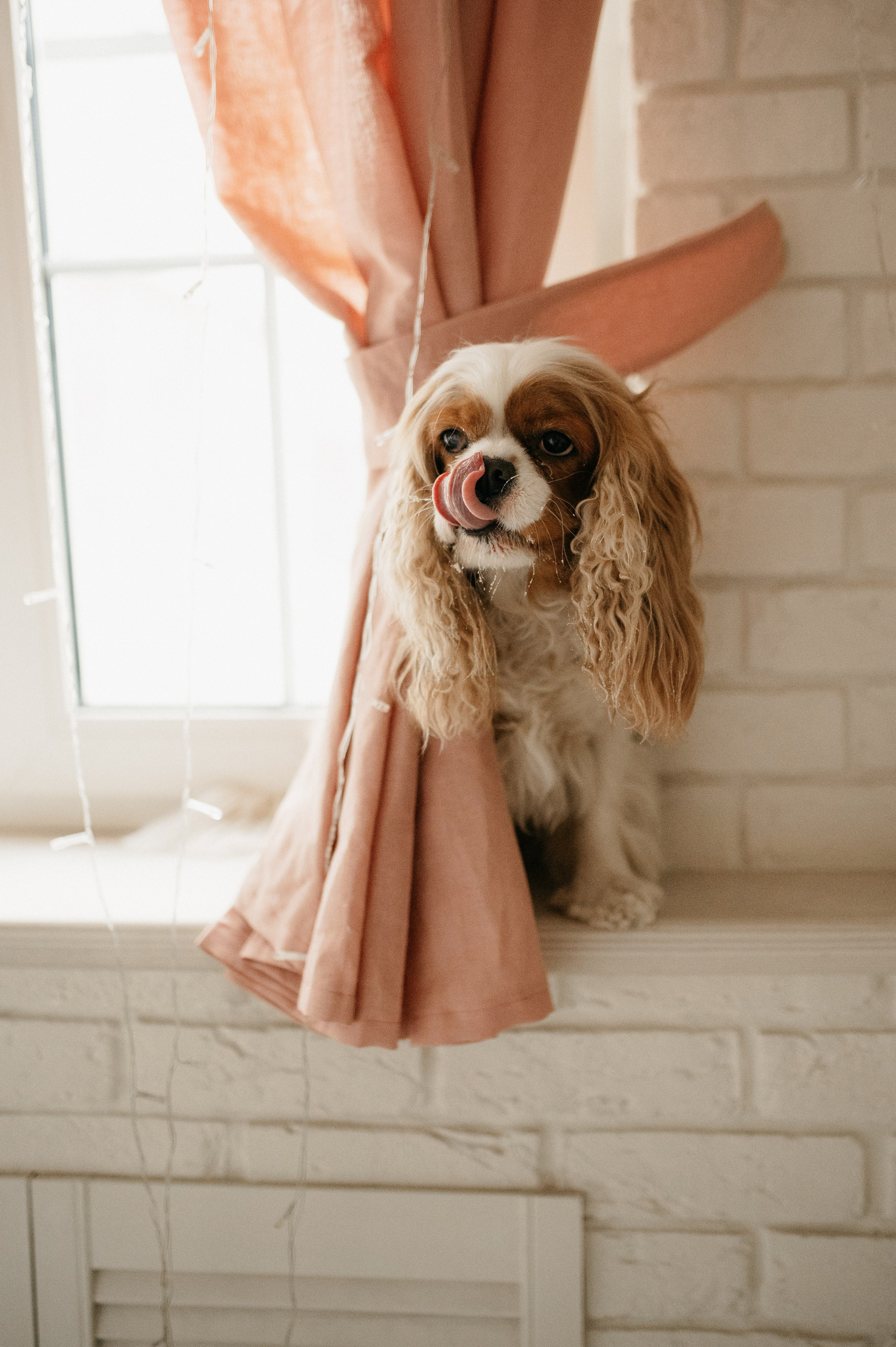 Даша, Диана, Дебби и маленькая крыска. Фотограф анималист в Москве Ольга Агушева