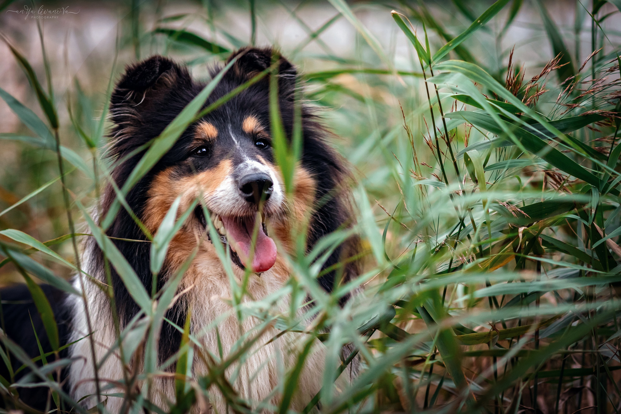 Оля и Вива. Фотограф анималист Аня Ливанова | Рыбинск