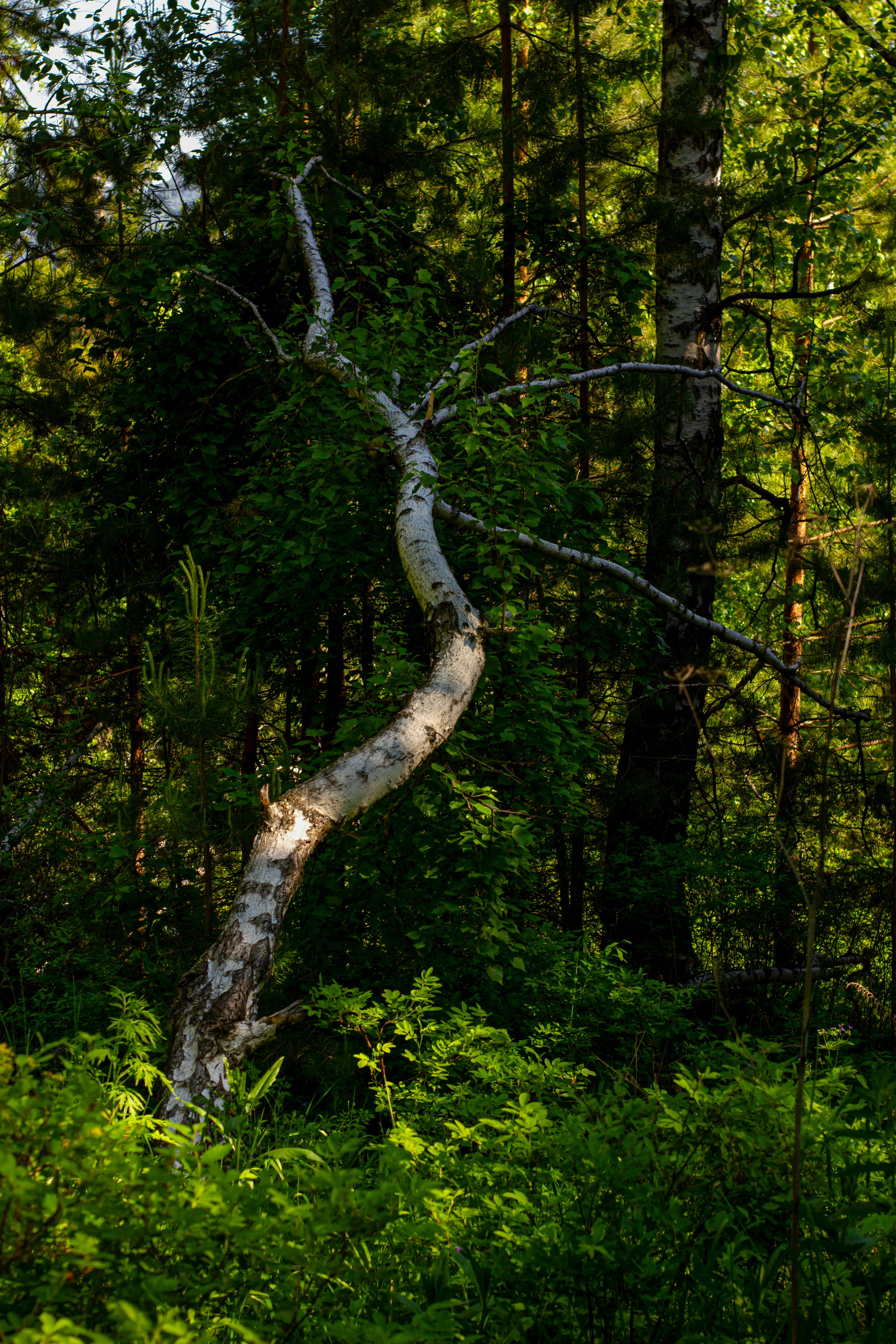 12.06.2024 | Красноярск. Kuznetsov | Фотограф в Красноярске