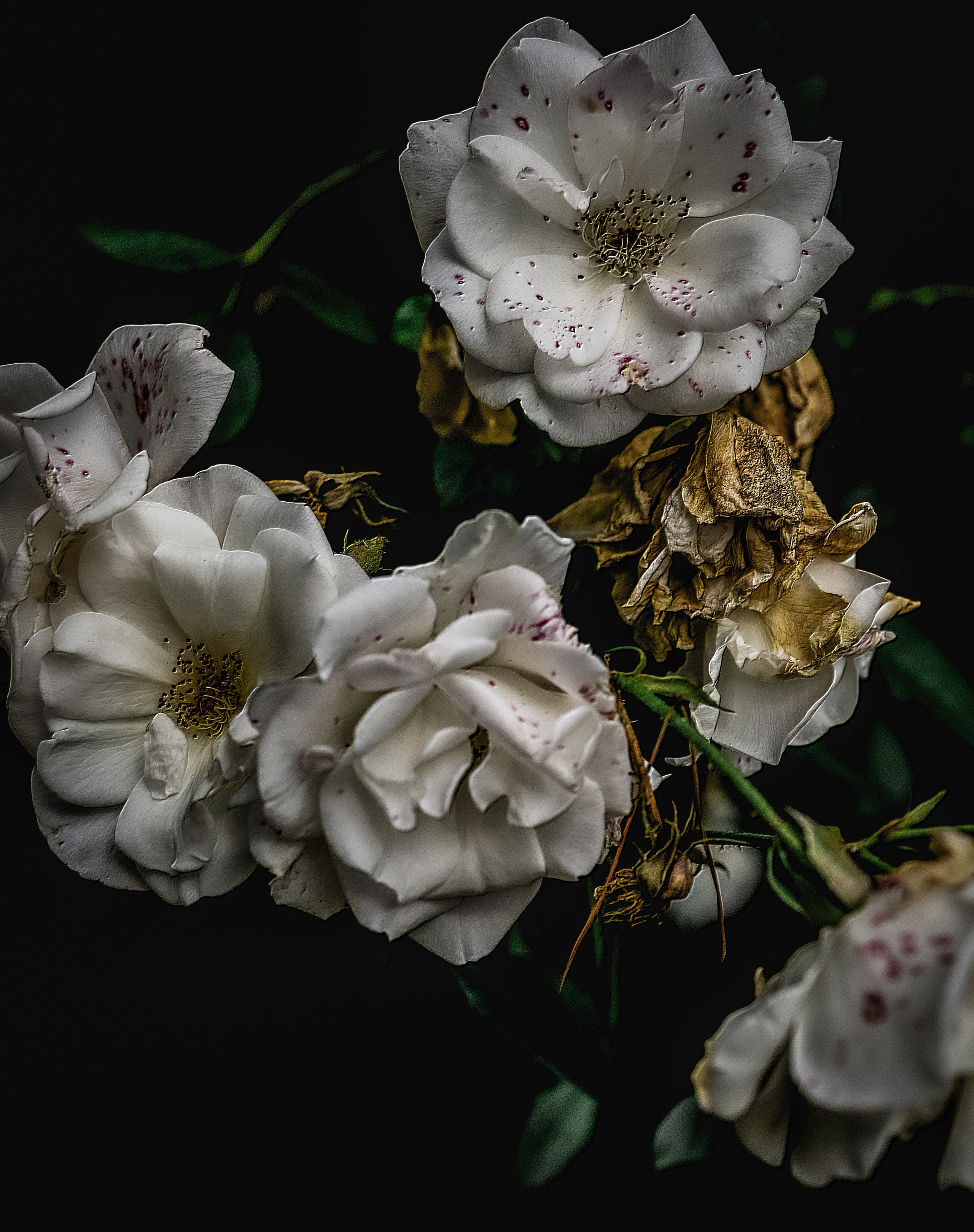 Природа &. Фотохудожник в СПб