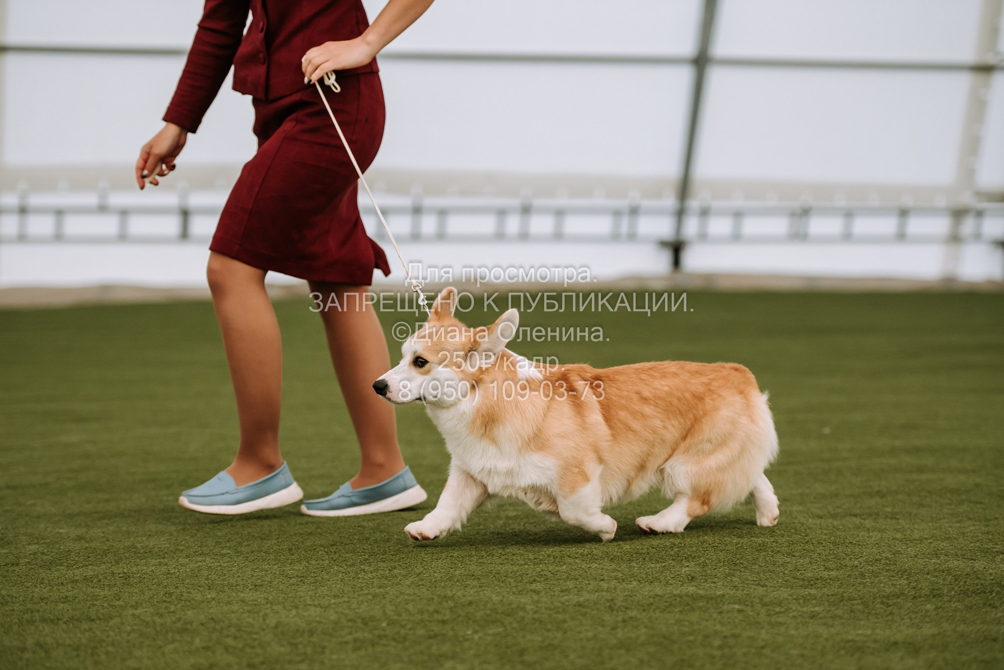 Выставка собак Красноярск 2.06. Фотограф Диана Оленина Красноярск / Братск