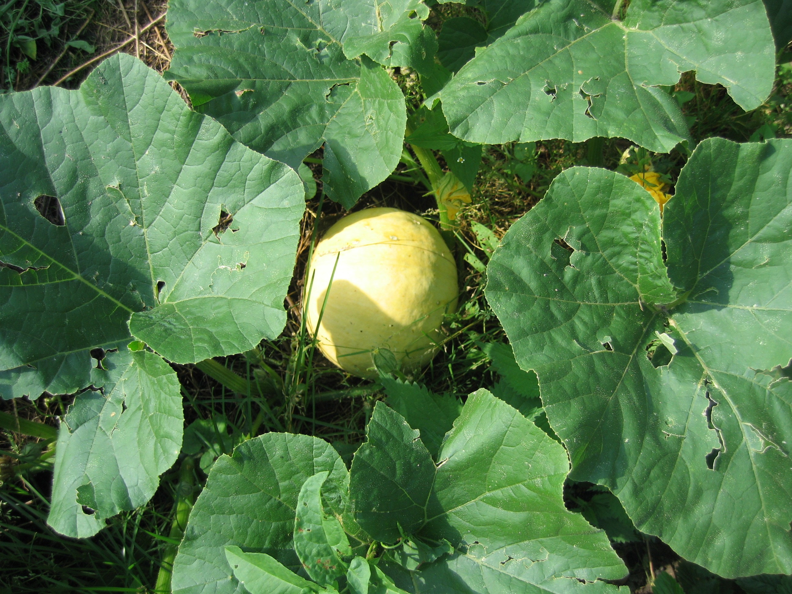 Зелёные листья и жёлтый кабачок, растущий среди них на земле. Вокруг немного травы.