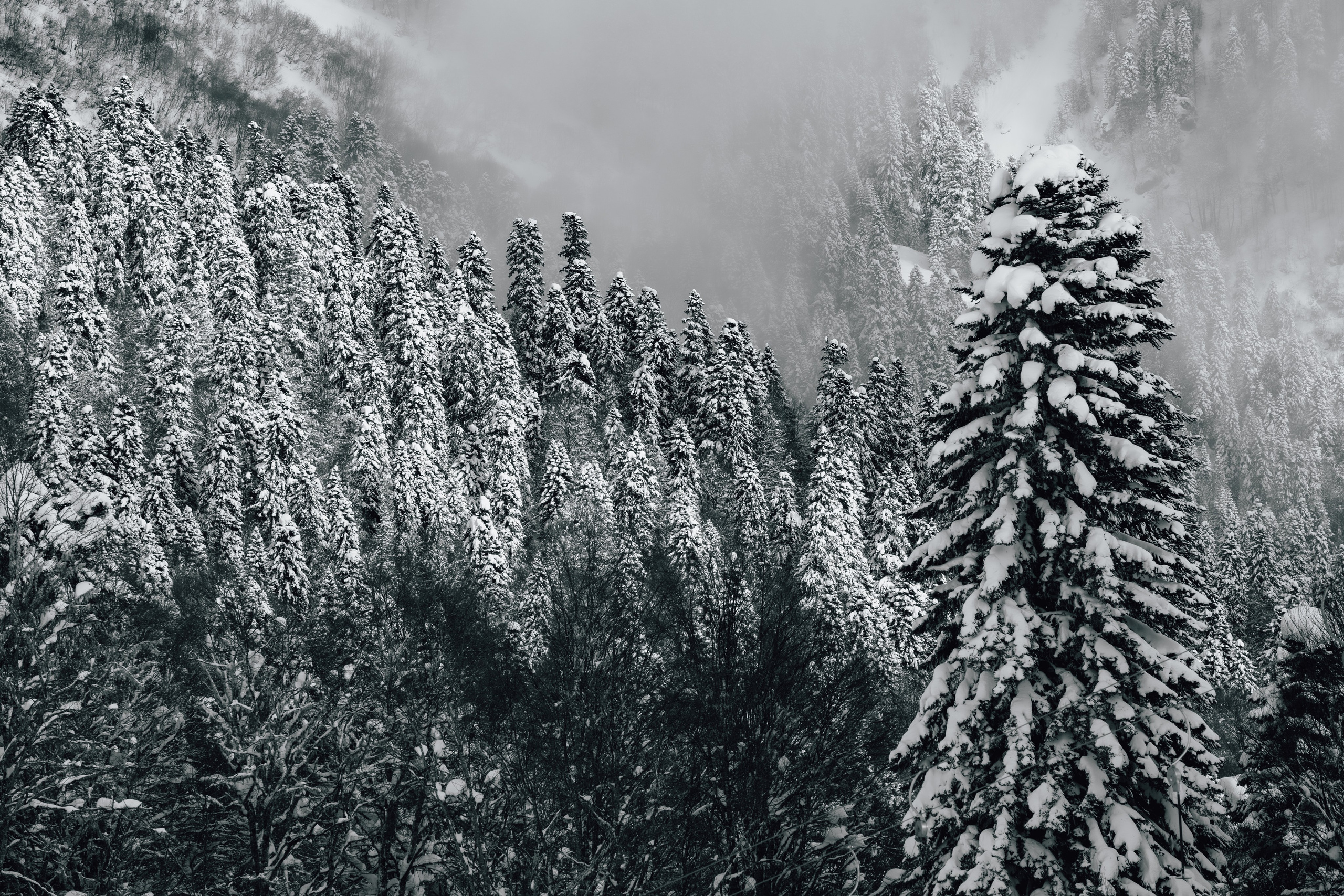 Путешествия и пейзаж. Репортажный фотограф в Красной Поляне и Сочи Павлюченко Екатерина