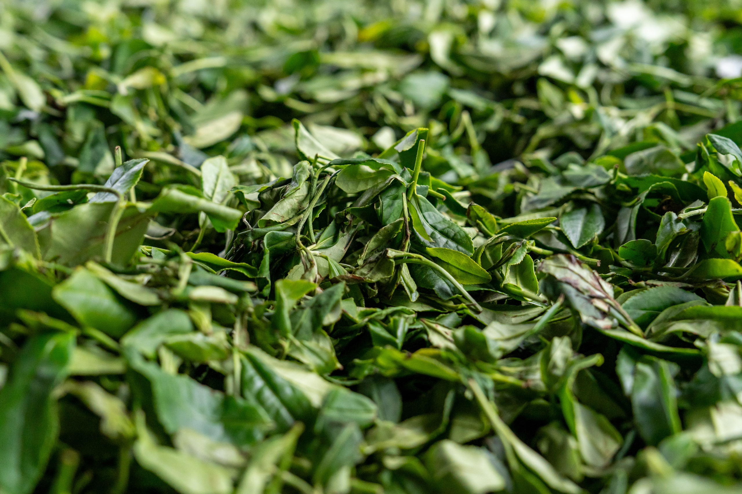 Яндекс.Еда — Сочинский чай. Репортажный фотограф в Красной Поляне и Сочи Павлюченко Екатерина