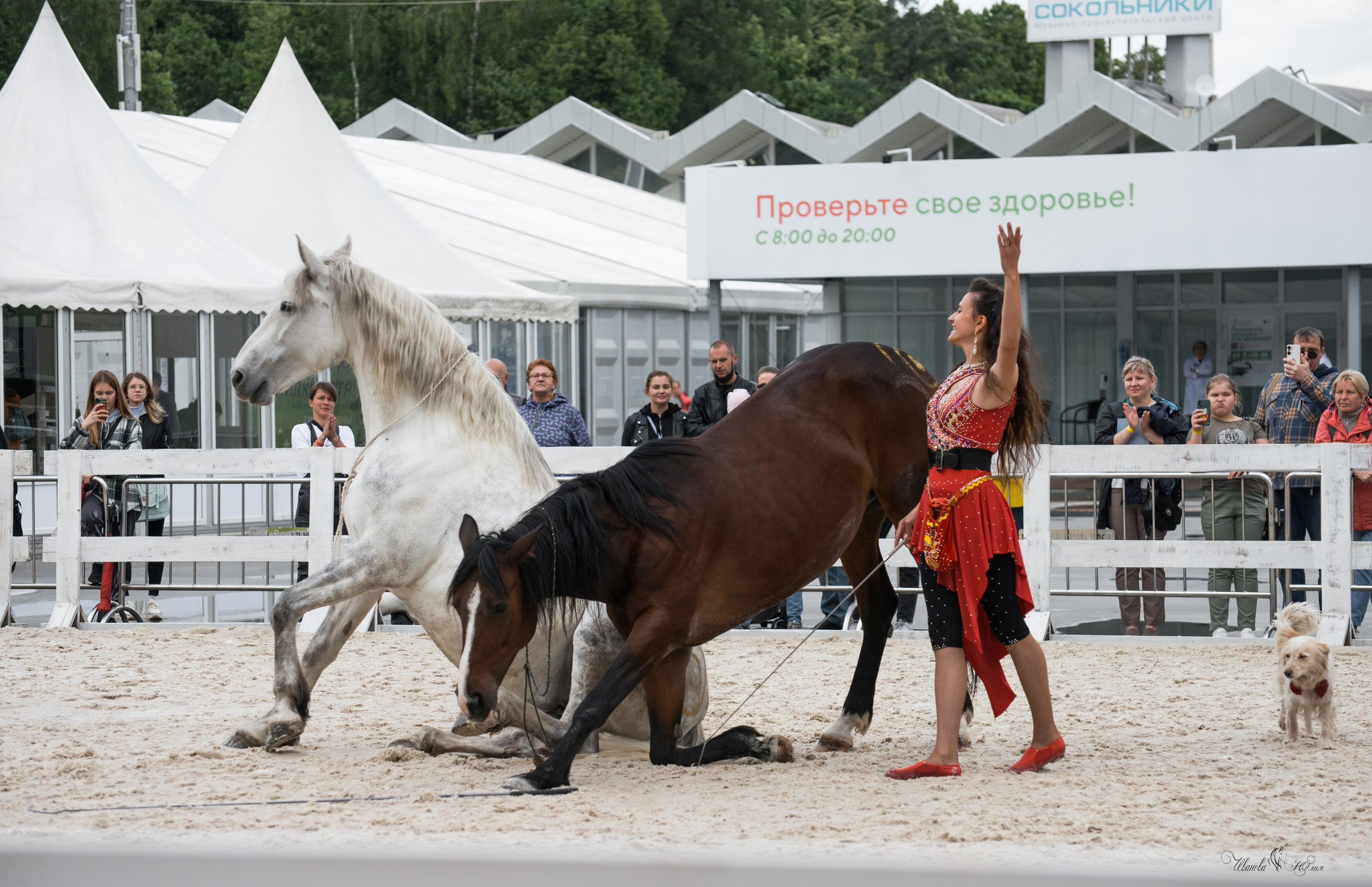 Эквирос, Москва. Конный фотограф в Саратове Юлия Иванова