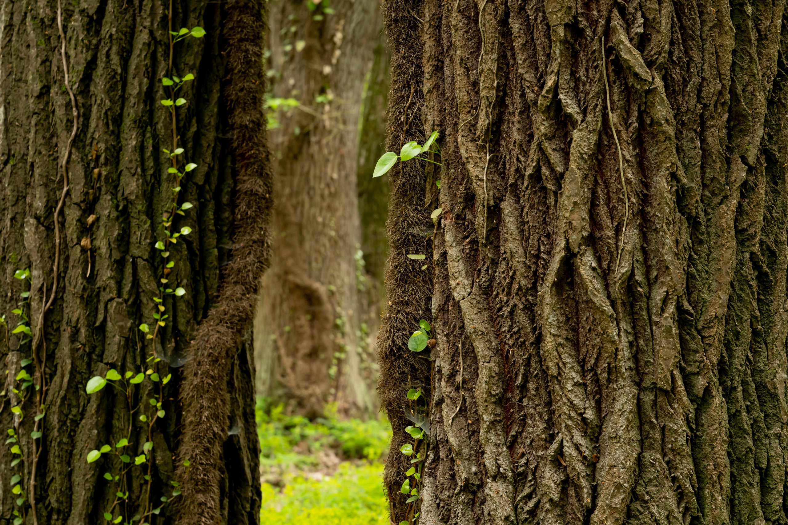 Дикая природа Дагестана. Май 2025 г. Foto-Zuev фотография как искусство