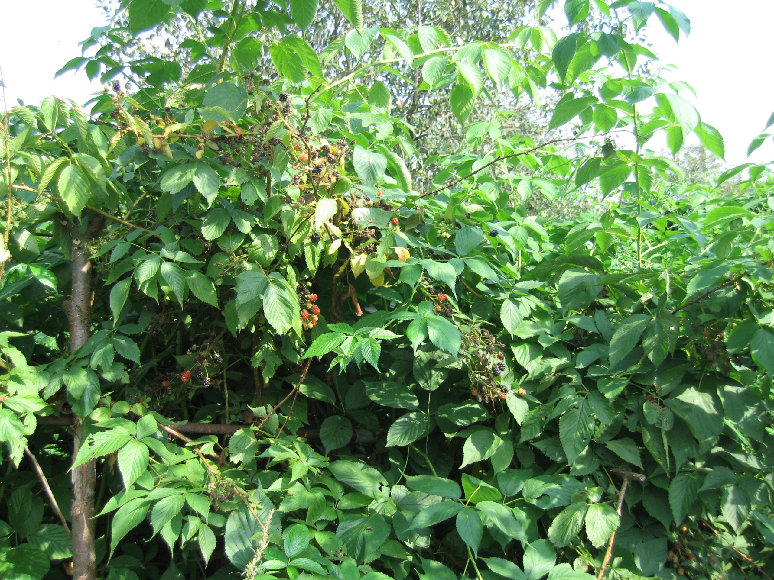 Густые зелёные кусты с крупными листьями и ягодами. На заднем плане видны другие деревья.