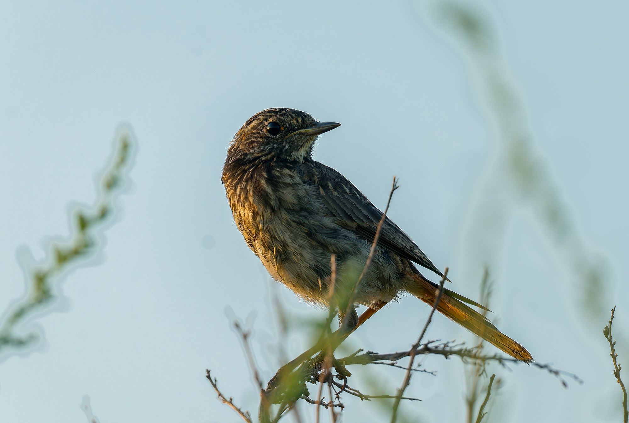 Удивительные мир птиц. Вокруг нас столько прекрасного — присмотритесь!. Ваш личный фотограф Марина Волкова