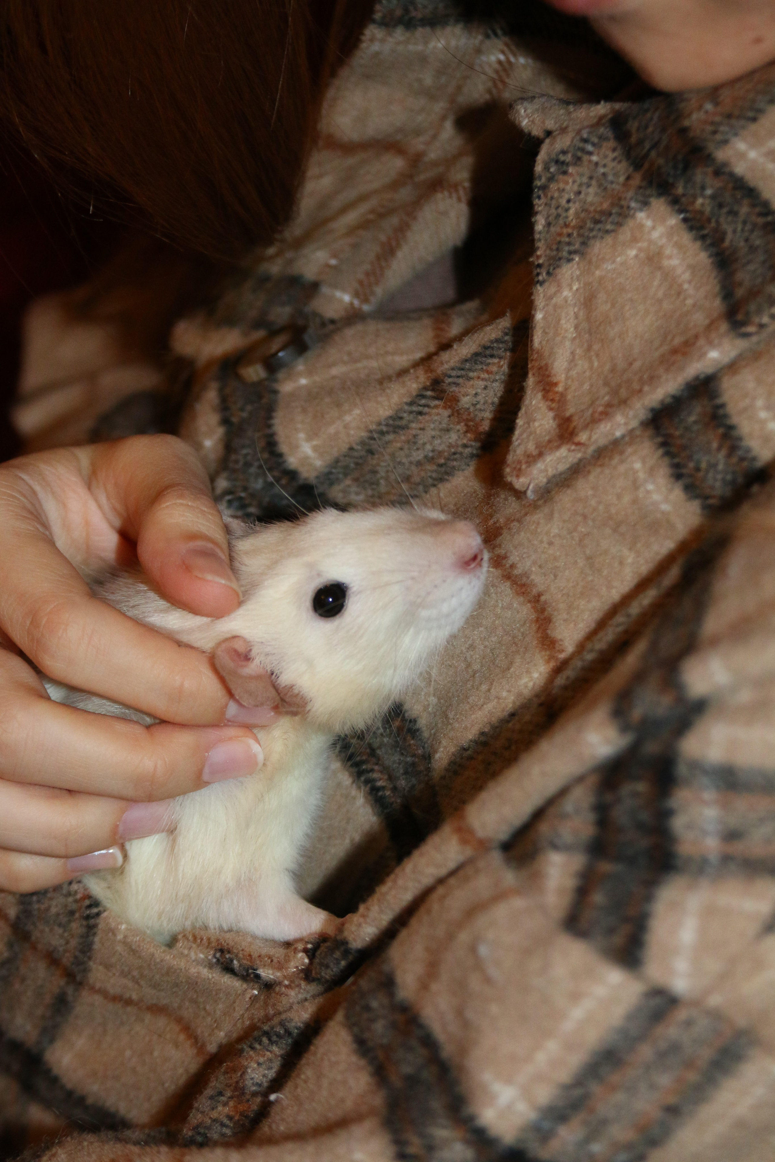 Съемка с питомцем