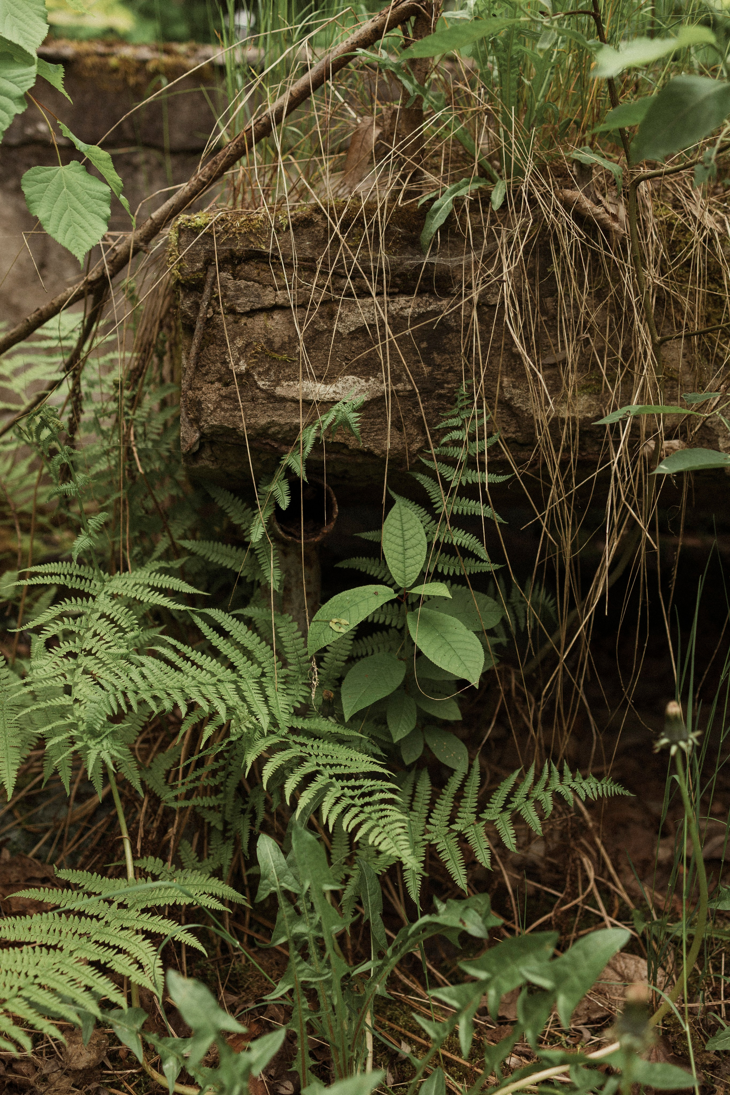 Ксения. Семейный и детский фотограф в Санкт-Петербурге — Лаврова Ольга