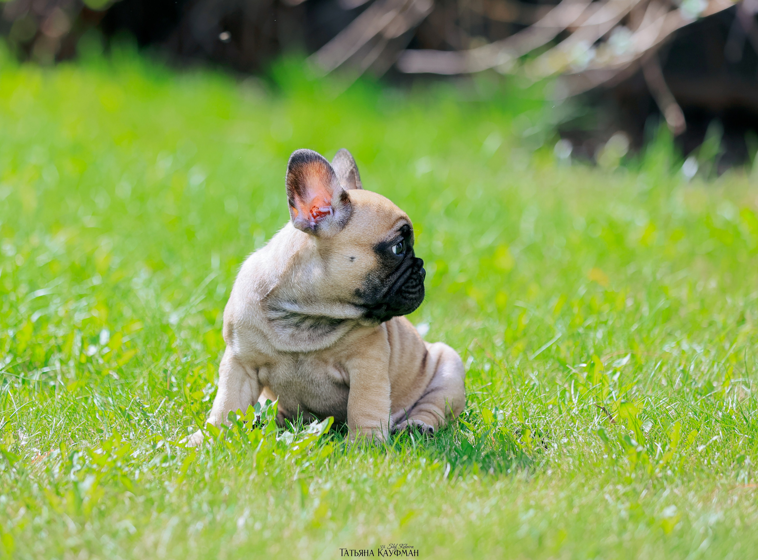 Французский бульдог, фотография французского бульдога, щенки бульдога, щенки французского бульдога, красивая собака, фотограф анималист, фотокурс Анималистика, научиться фотографировать собак, фотограф Новосибирск