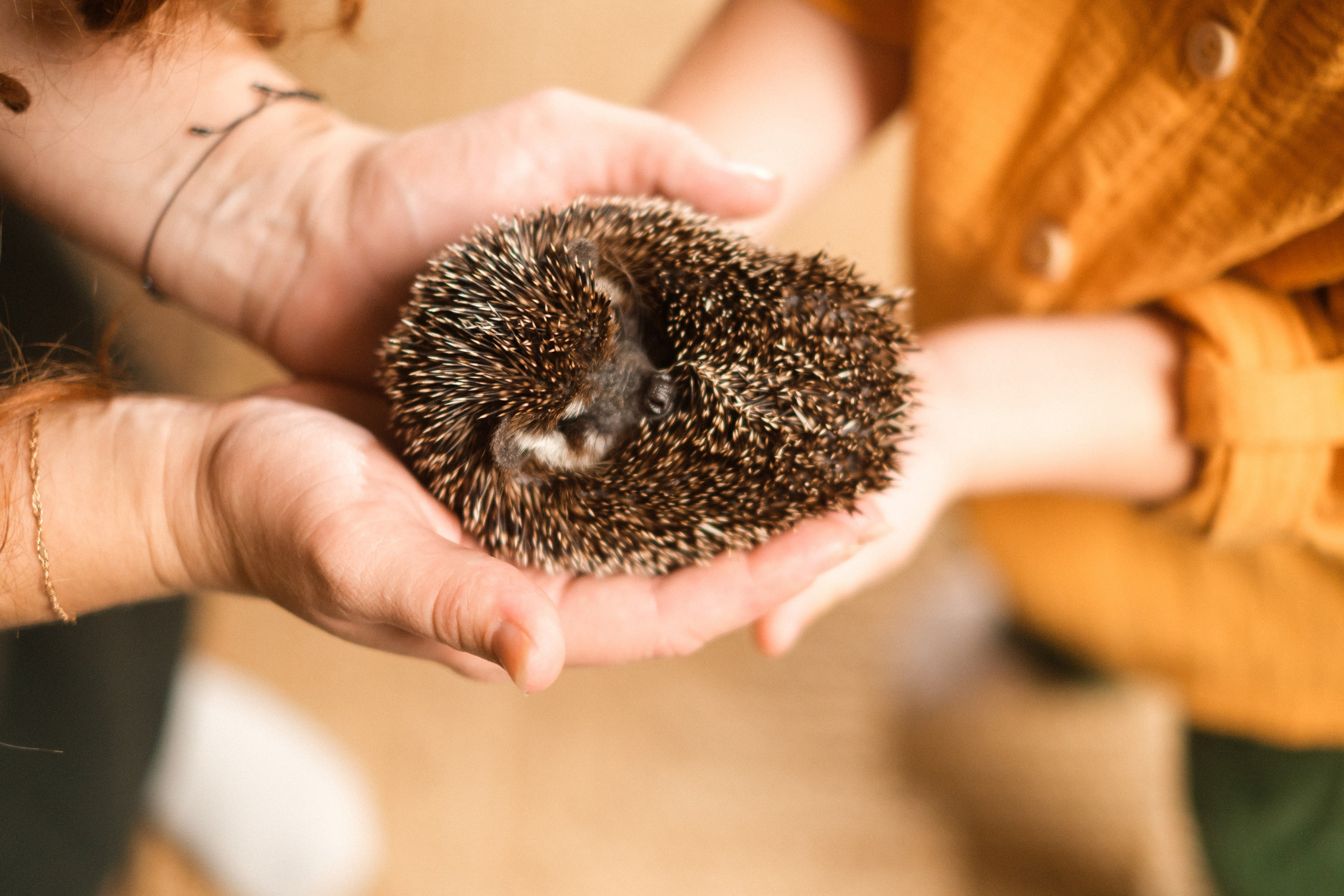 . Фотоёжъ | P H O T O E Z H O G R A P H Y