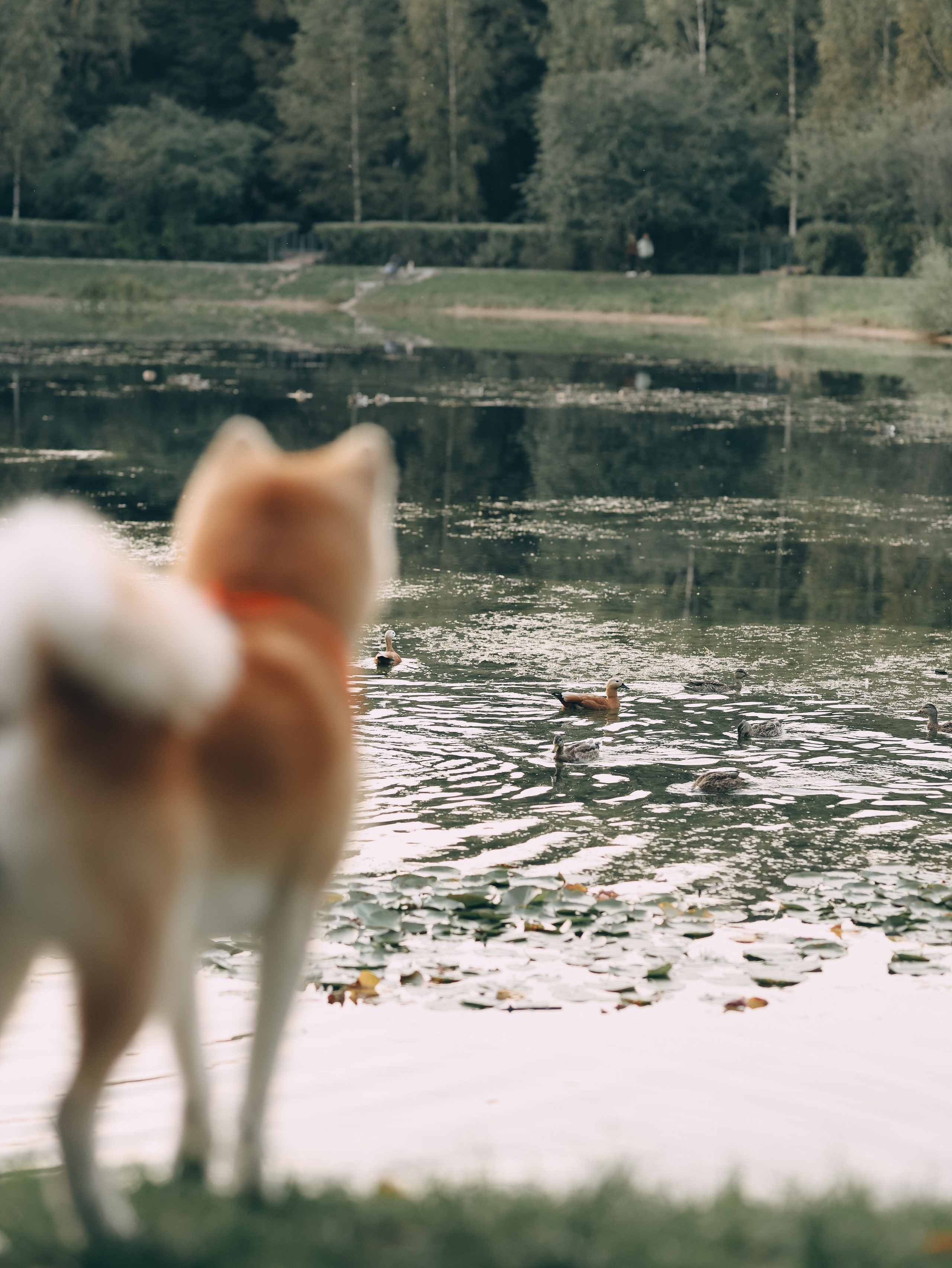 Гранд, Вика и Степан. Фотограф-анималист в Москве Кириллова Татьяна