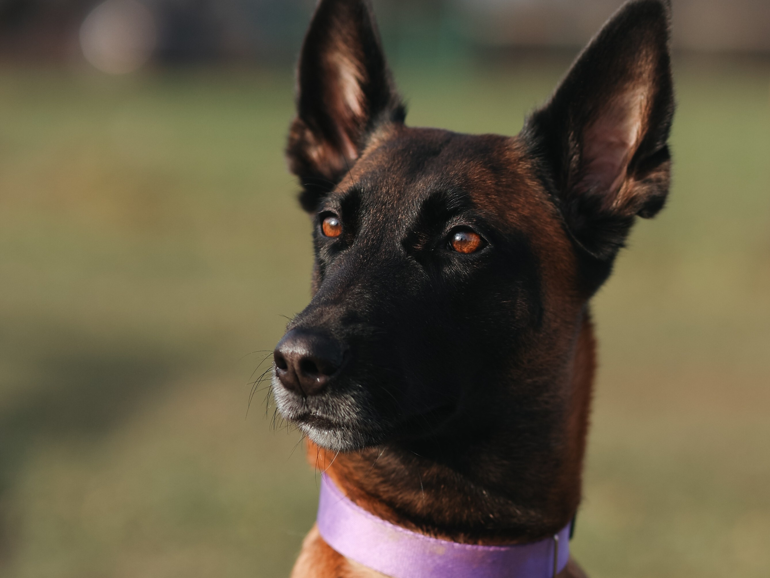 Соревнования BH. Фотограф-анималист в Москве Кириллова Татьяна