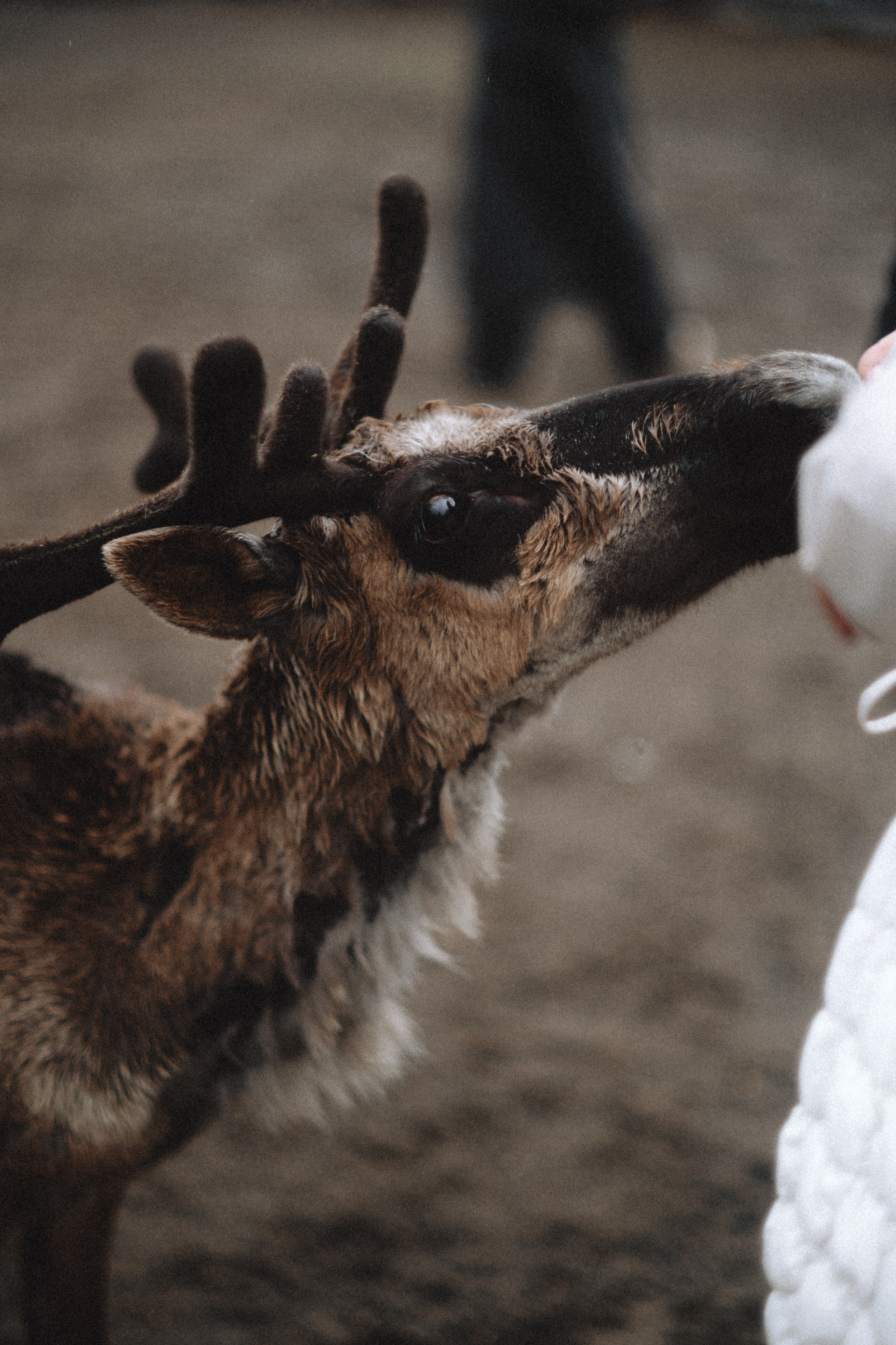 Териберка, Мурманск. Фотосъёмка для компании по организации туров в коллаборации с Яндекс 360
