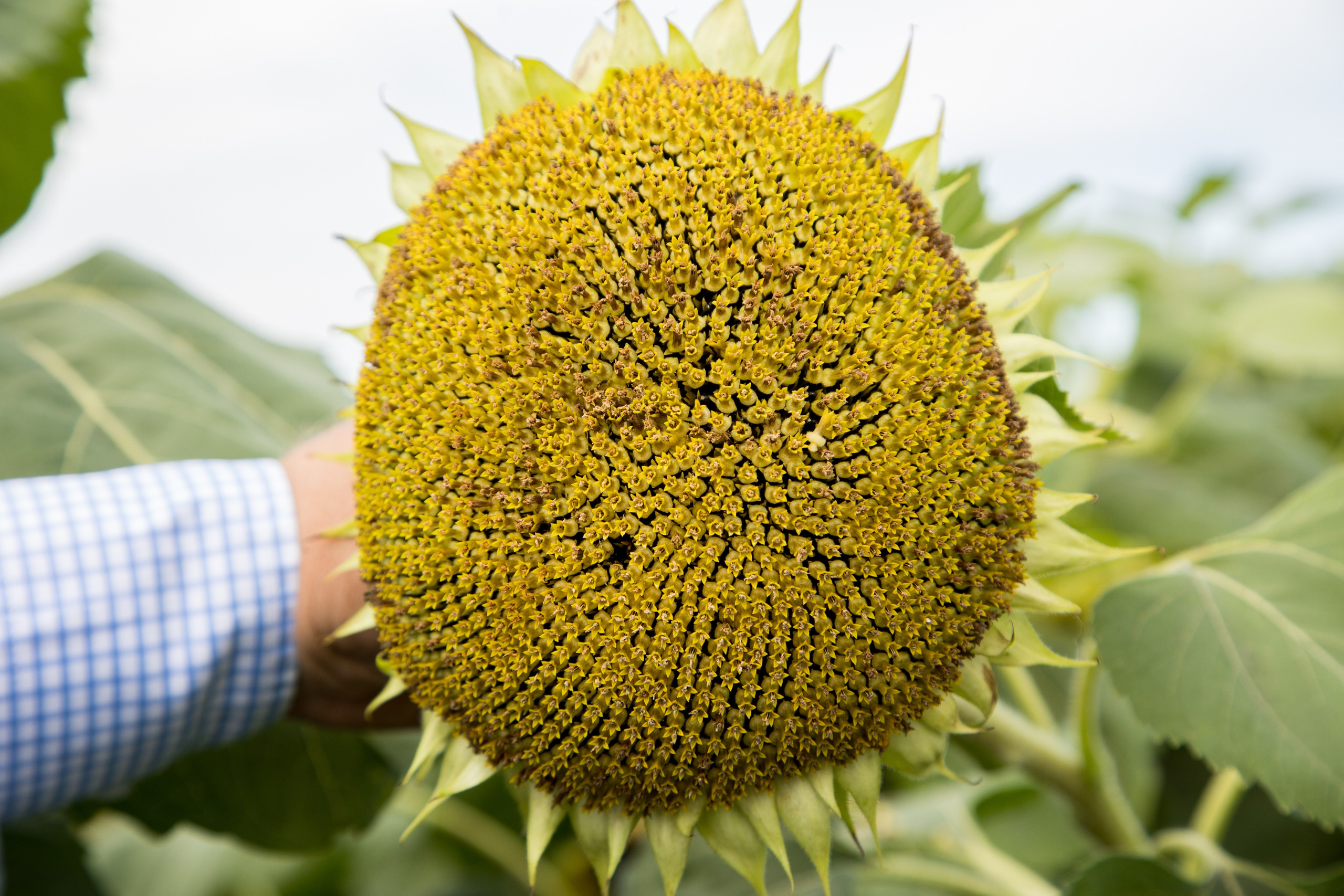 Решения для сельского хозяйства BASF 16.08.2022. Владислав Волков | Фотография и видеосъемка в Воронеже