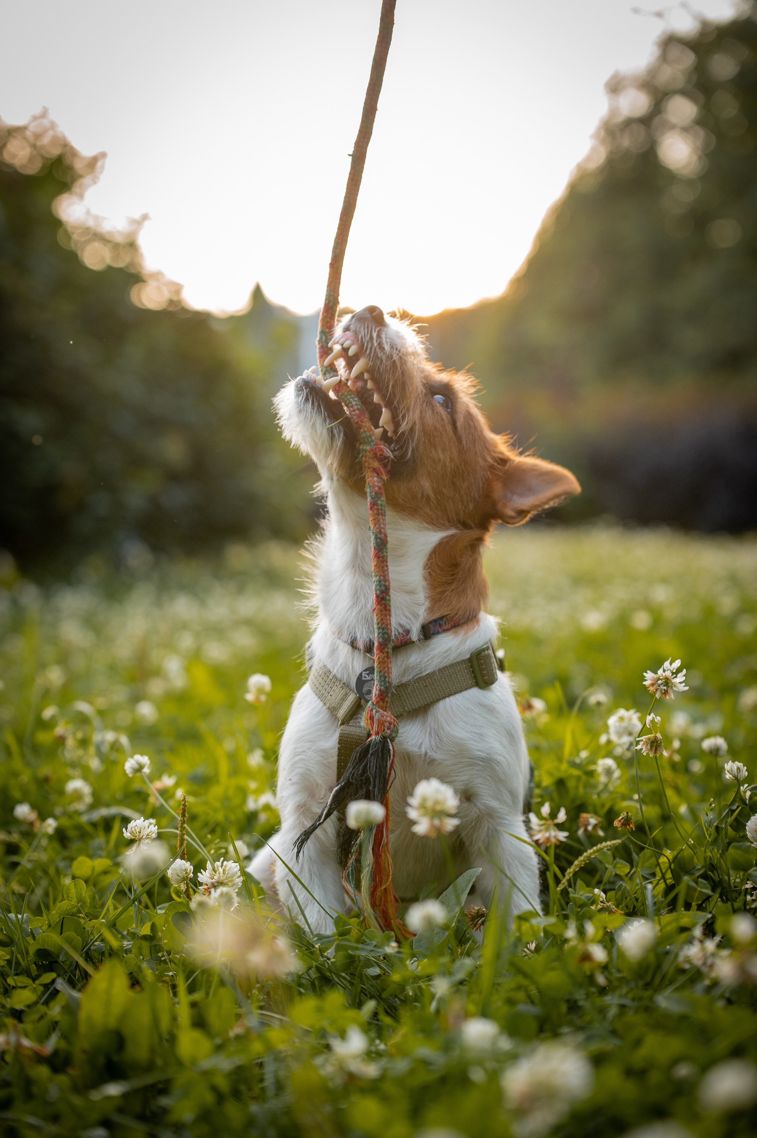 Собаки. Фотограф-анималист в Санкт-Петербурге Анастасия Иванова