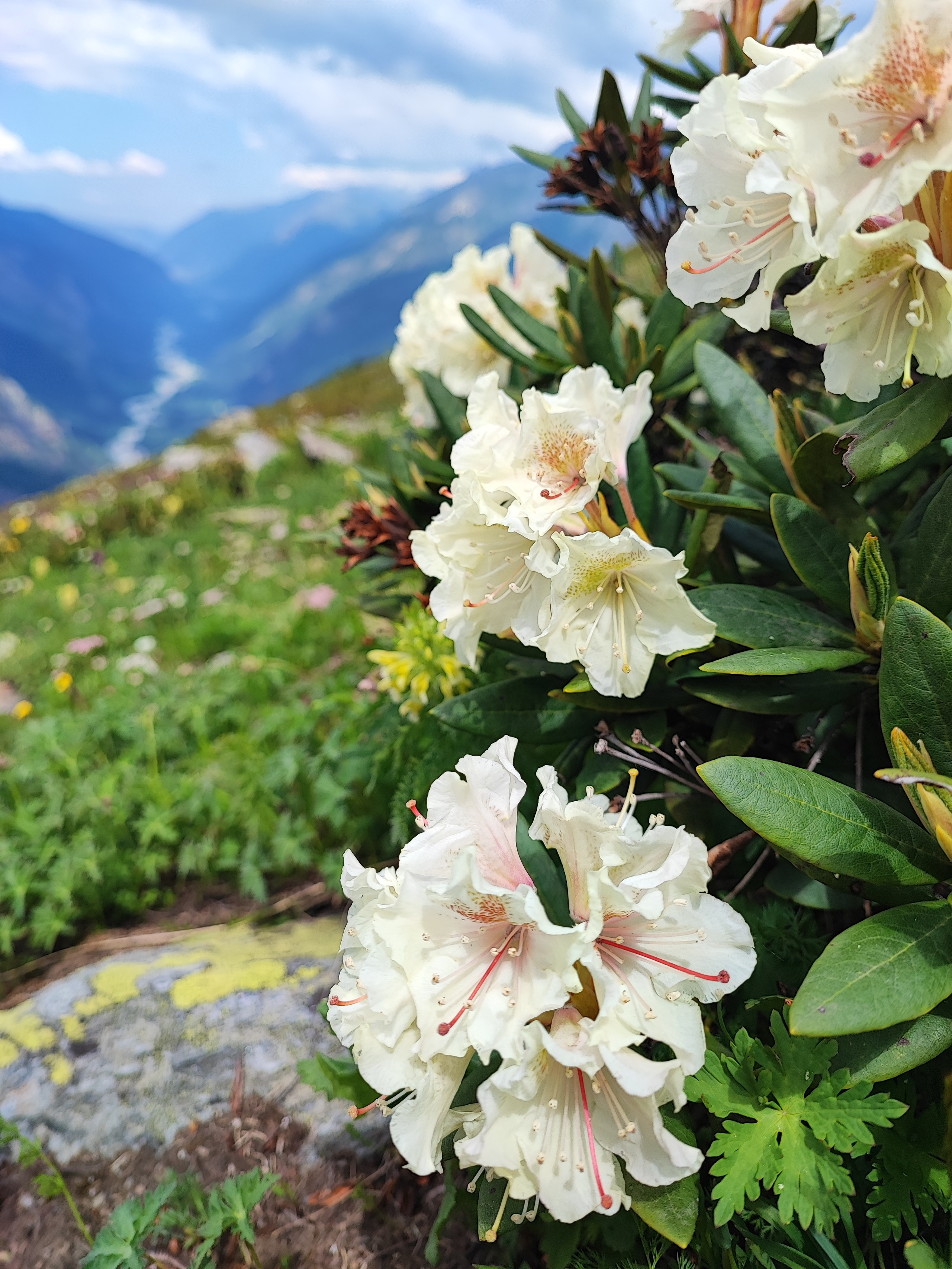 Намобилкус кавказский. Репортажный фотограф Алексей Пирязев