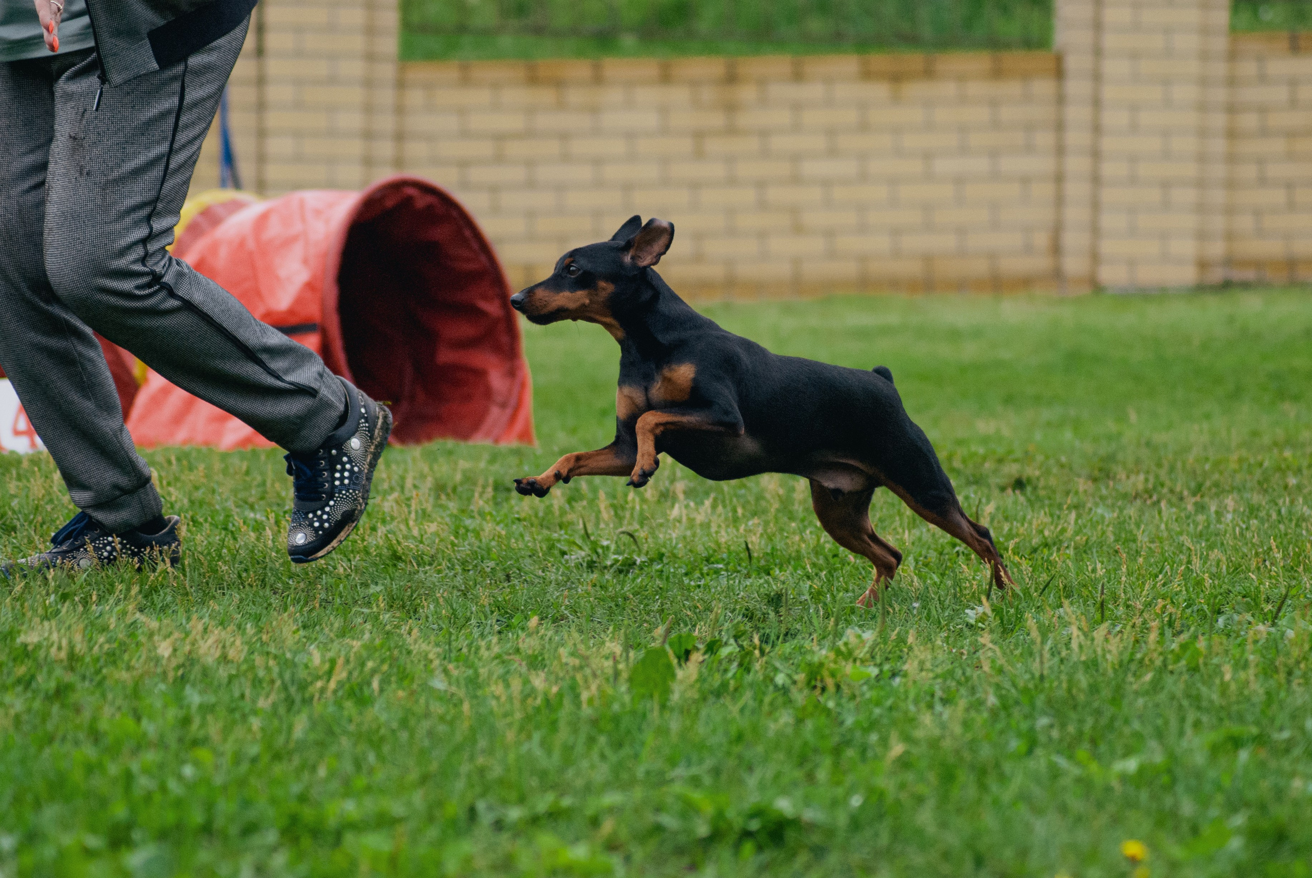 Аджилити. Фотограф в Тюмени Лизавета Сапицкая