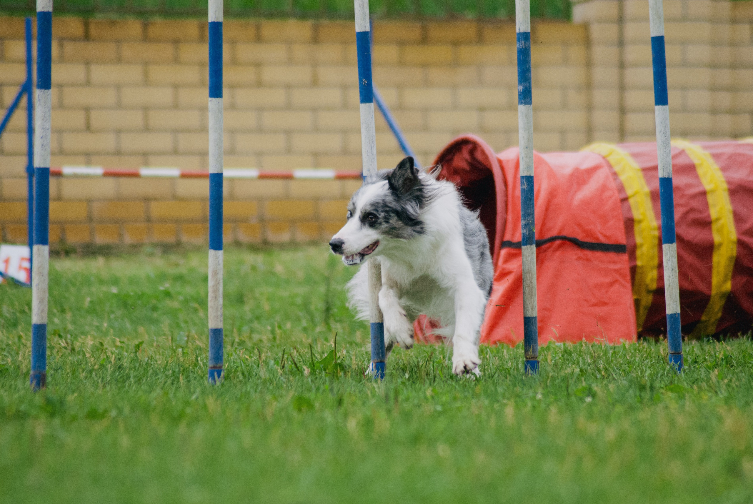 Аджилити. Фотограф в Тюмени Лизавета Сапицкая