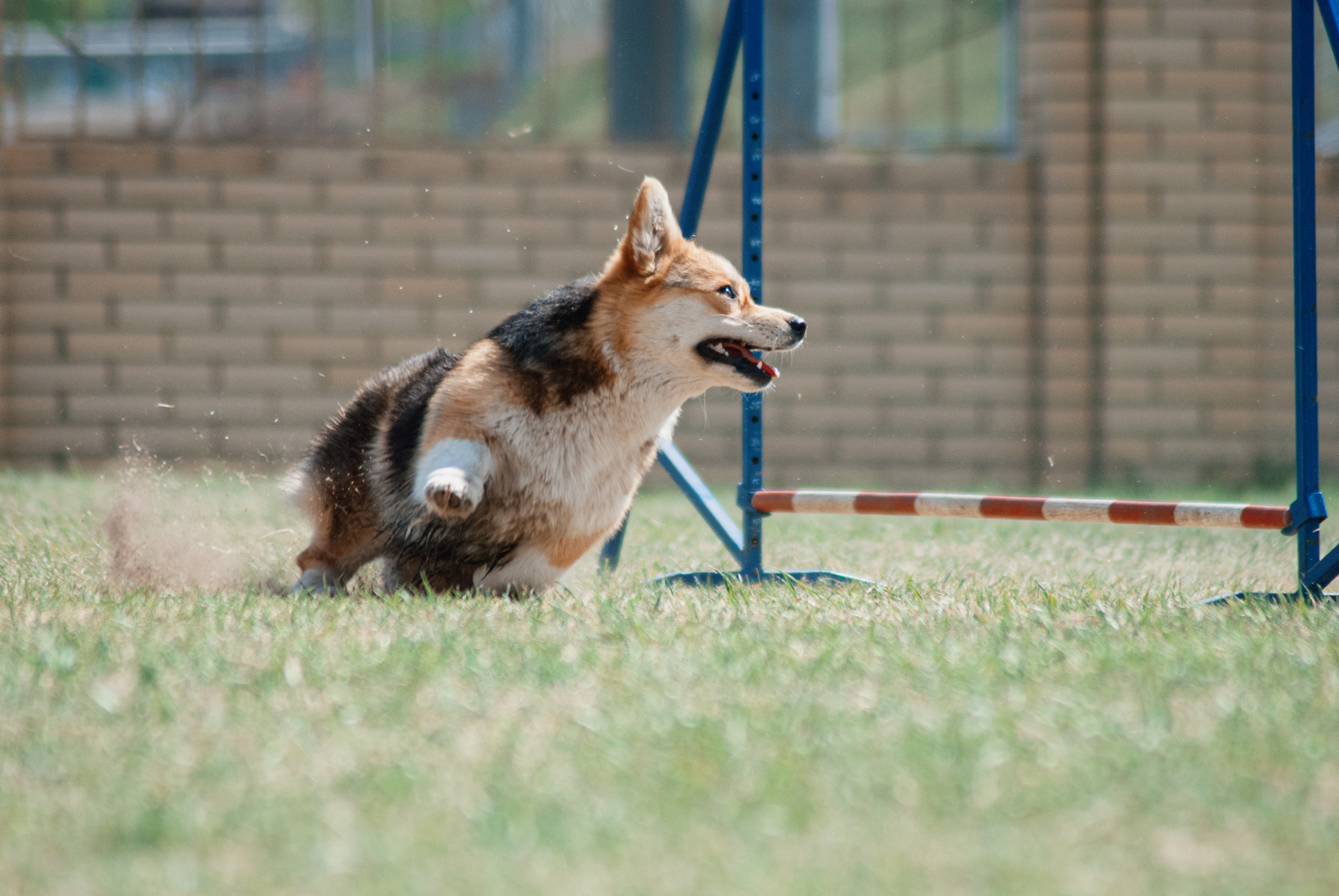 Аджилити. Фотограф в Тюмени Лизавета Сапицкая