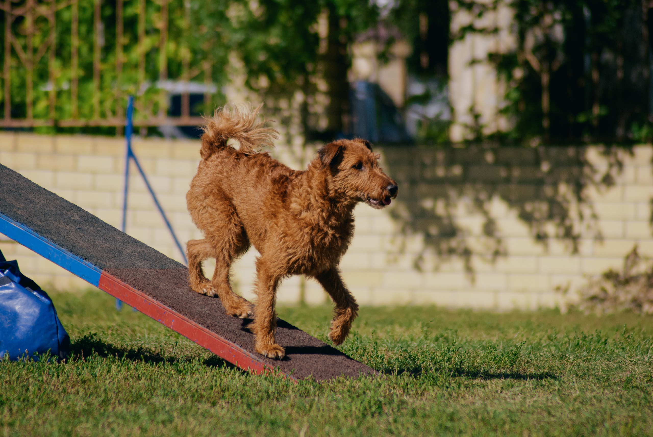 Аджилити. Фотограф в Тюмени Лизавета Сапицкая