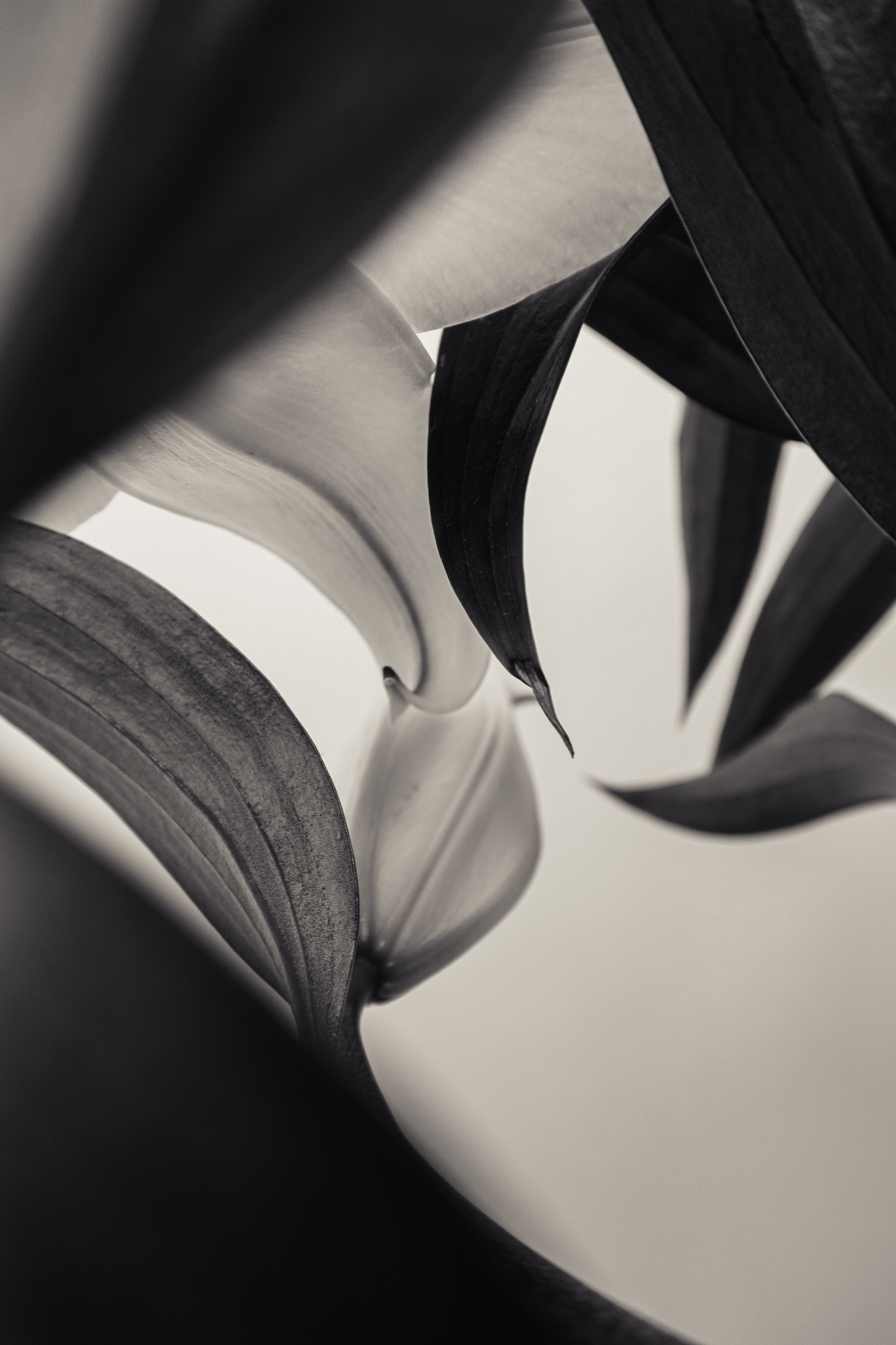 «Люди и растения». Фотограф Алиса Аспер