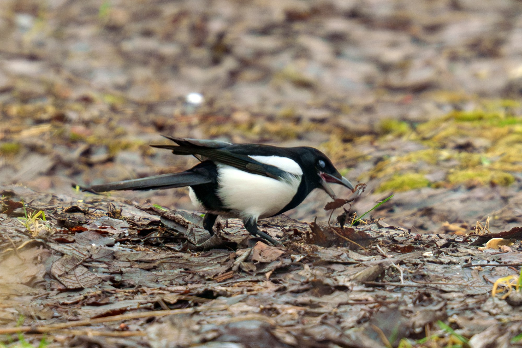 Удивительные мир птиц. Вокруг нас столько прекрасного — присмотритесь!. Ваш личный фотограф Марина Волкова