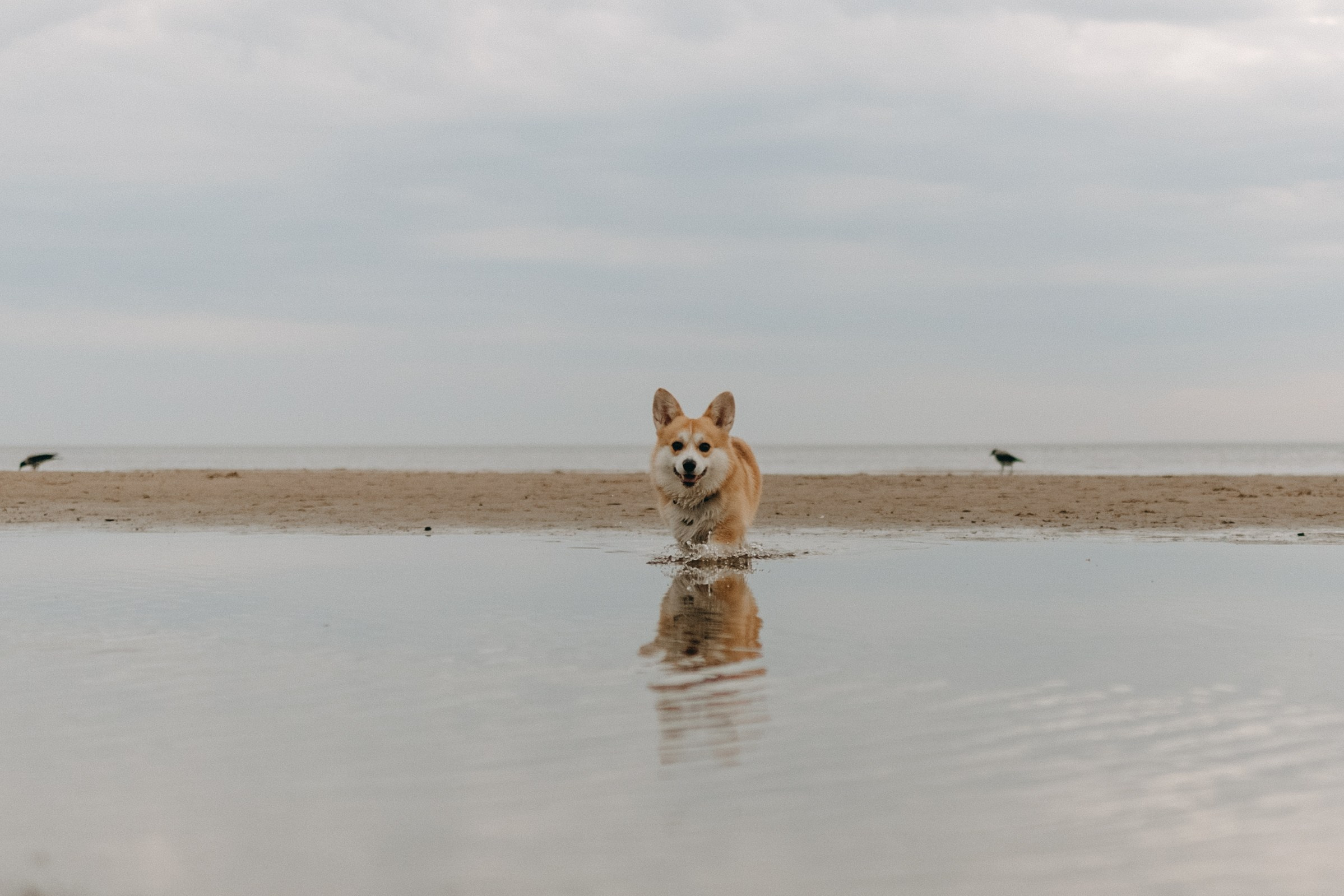 Лиза и Бакс. Фотограф — Анималист | Санкт-Петербург