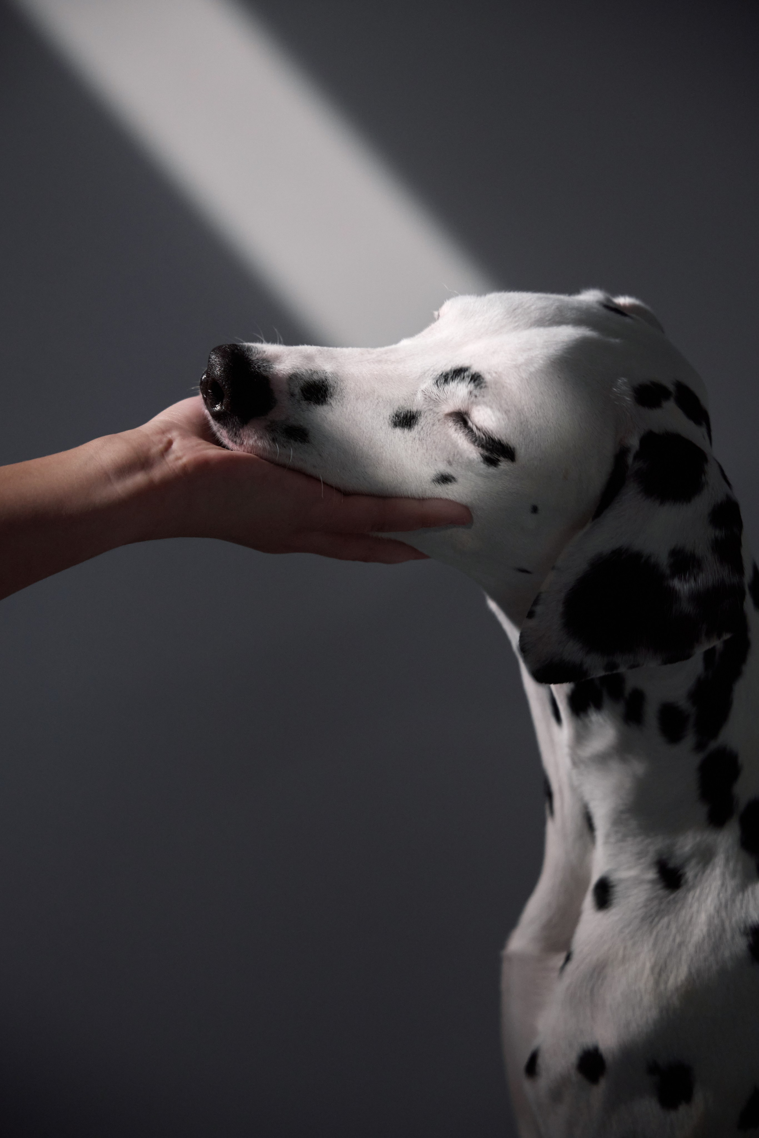 Dalmatian Form. Dog Photographer Anna Averianova | Art & Commercial Pet Photography
