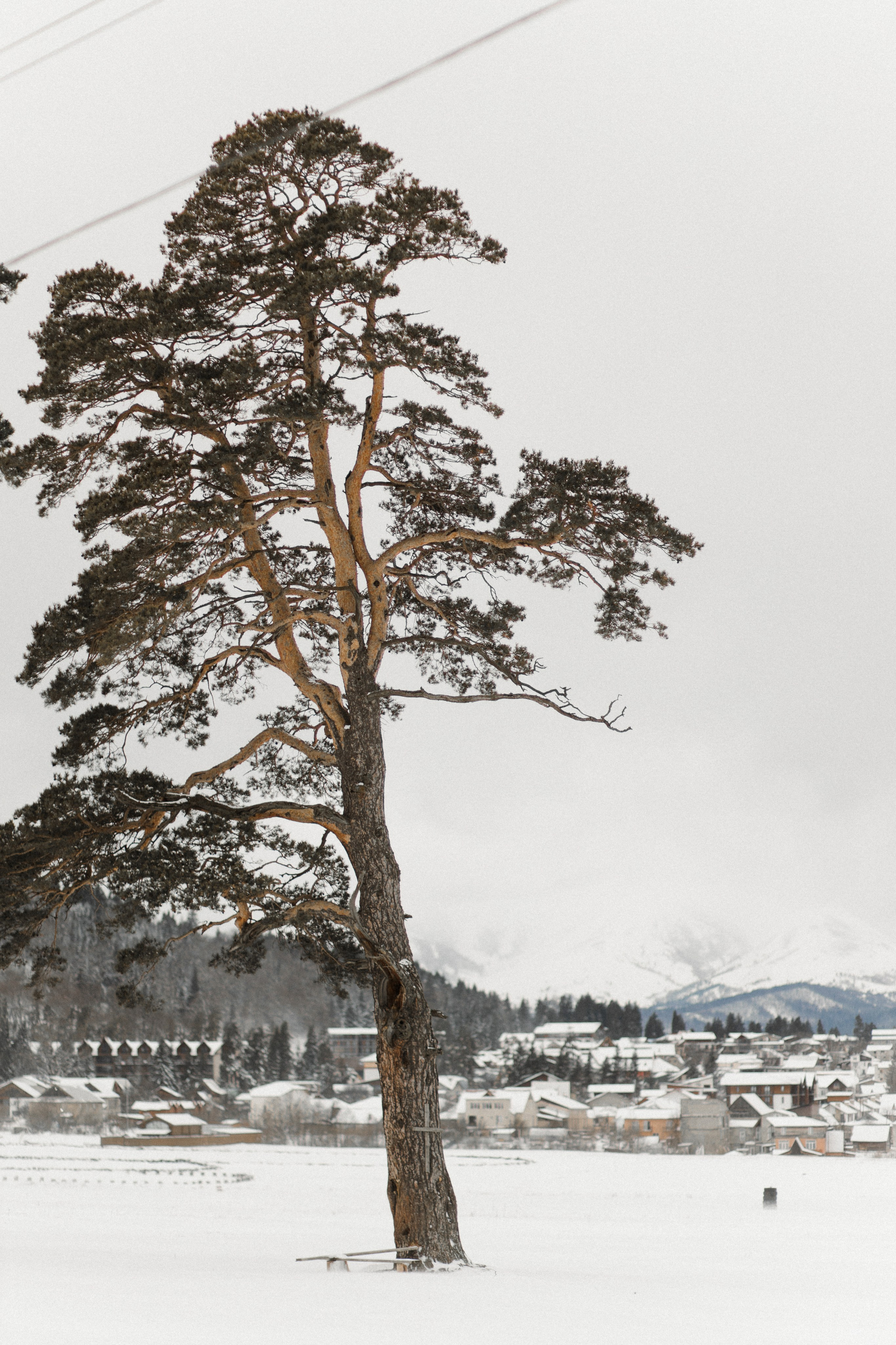Winter in Bakuriani. Anastasia Blud Photography