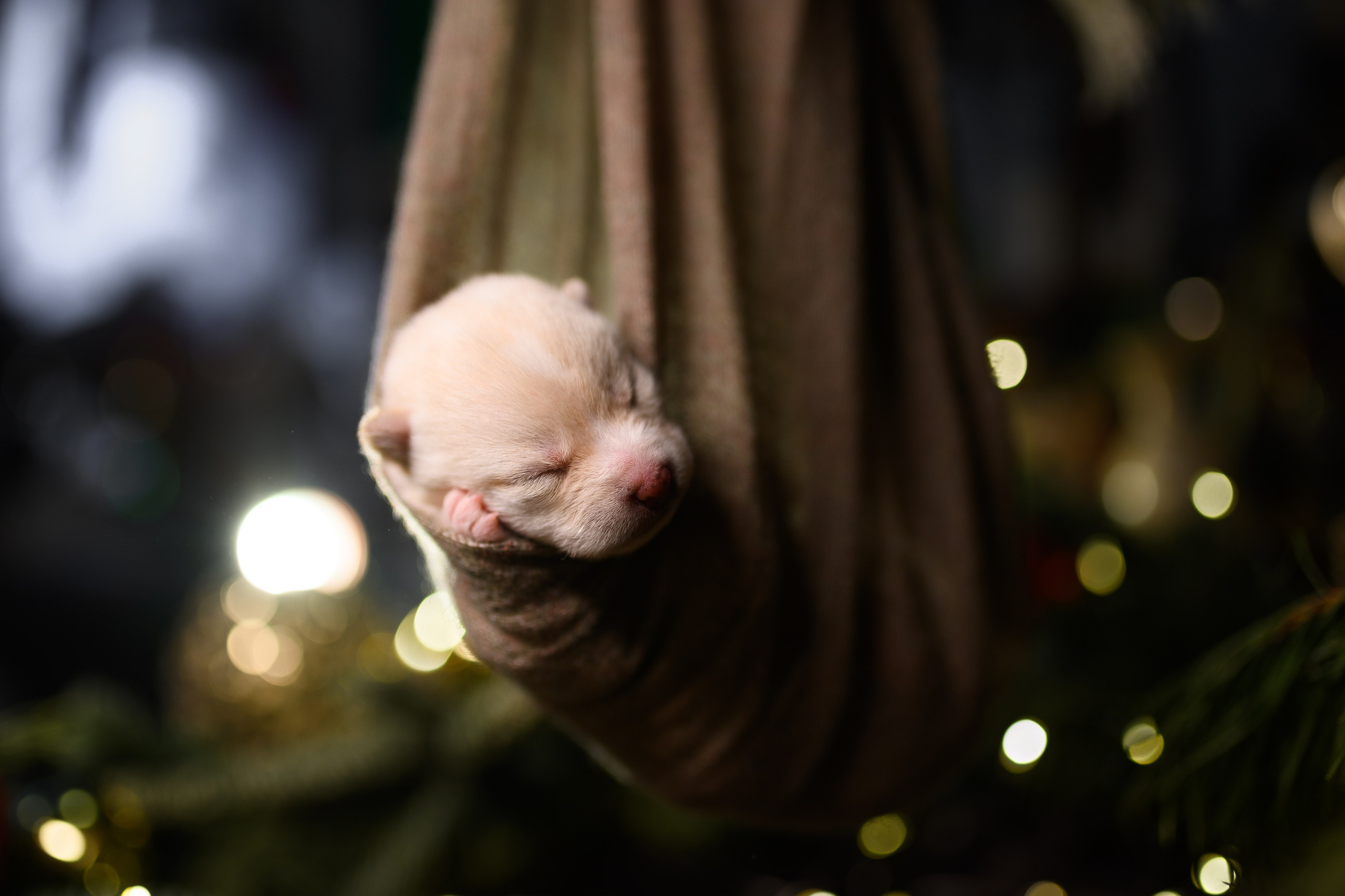 Мамесиба. Фотограф анималист в Москве Ольга Агушева