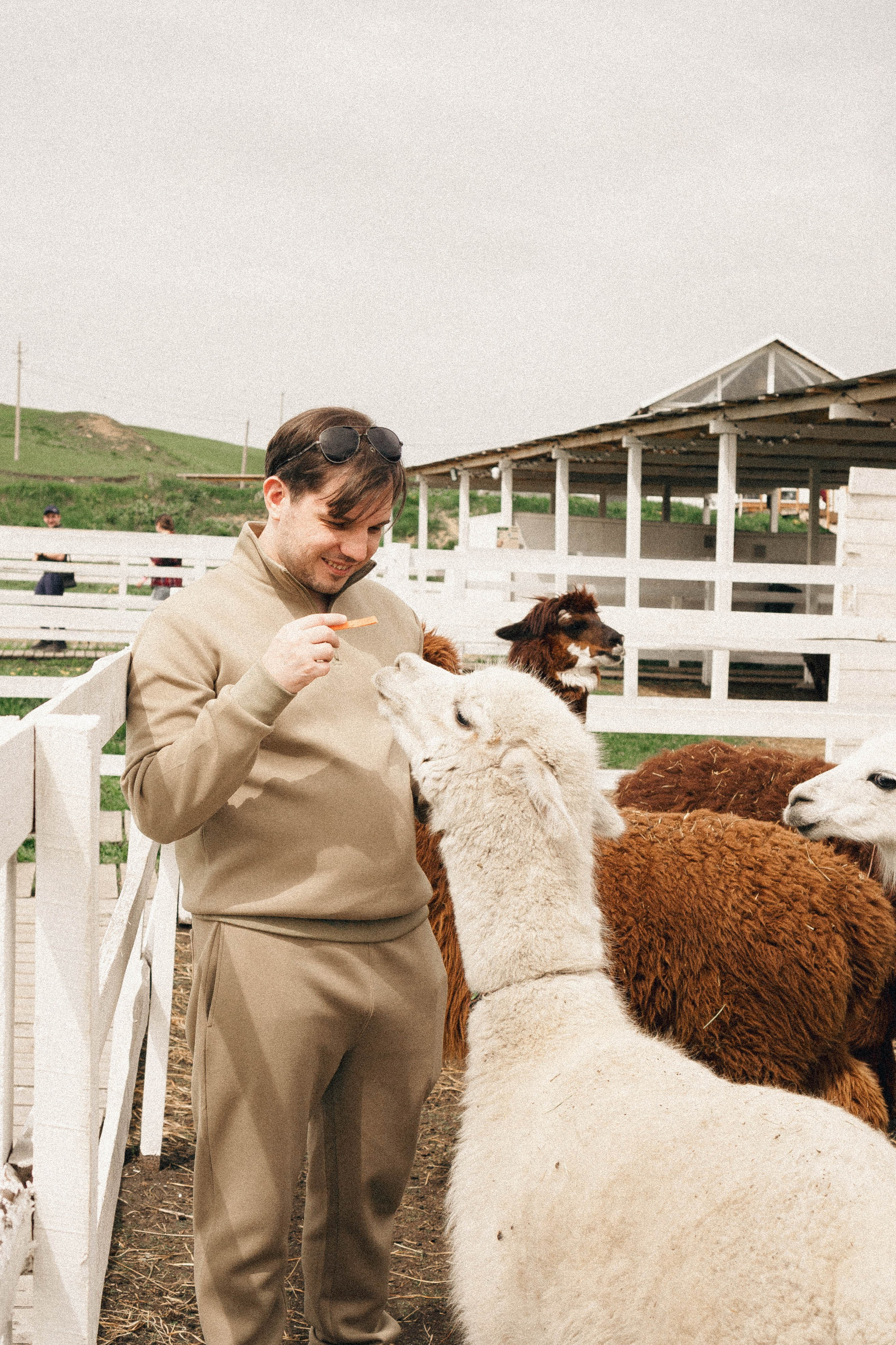 Ферма Альпак. Профессиональный фотограф, Санкт-Петербург — Виктория Богомолова