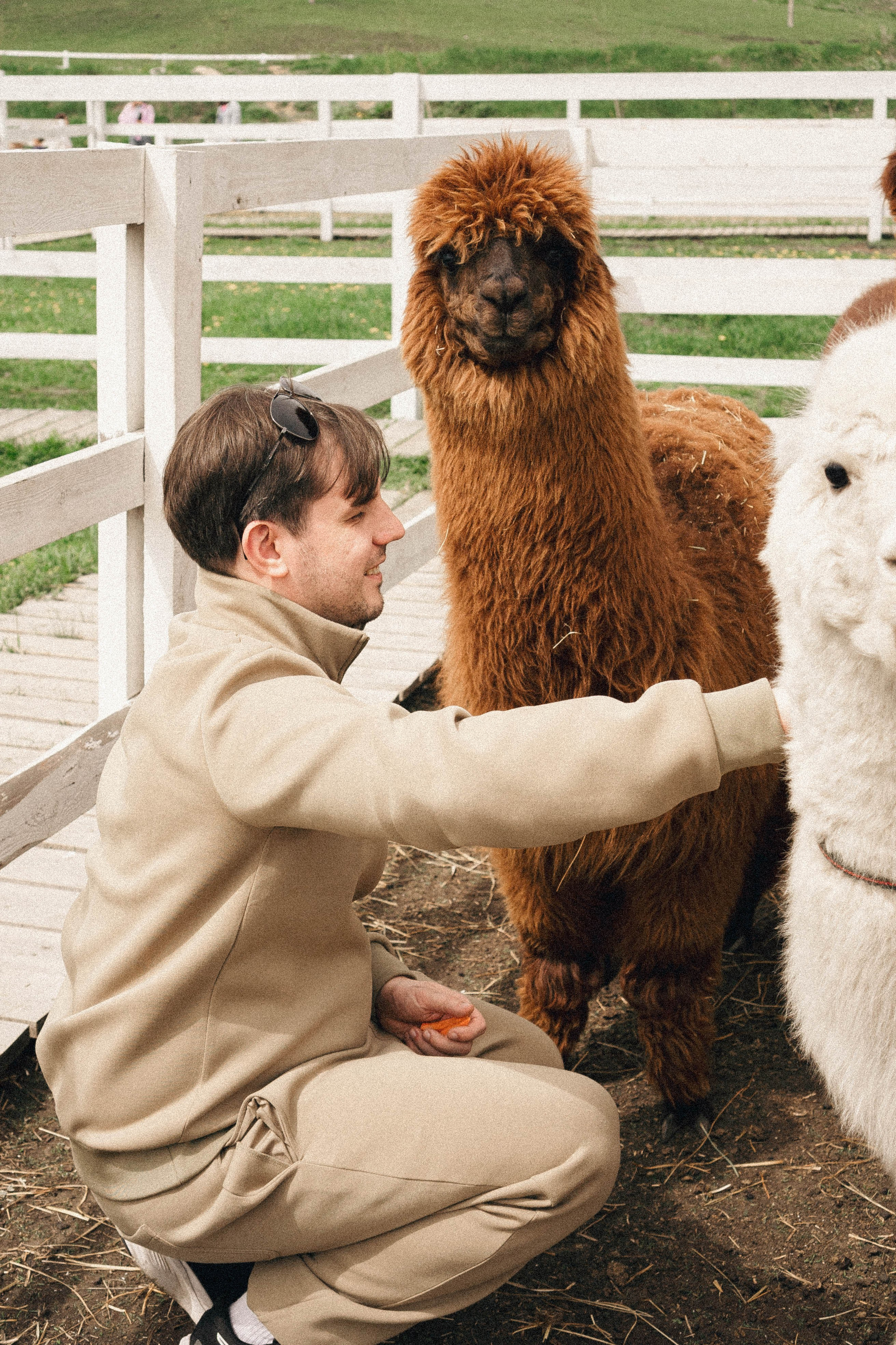 Ферма Альпак. Профессиональный фотограф, Санкт-Петербург — Виктория Богомолова
