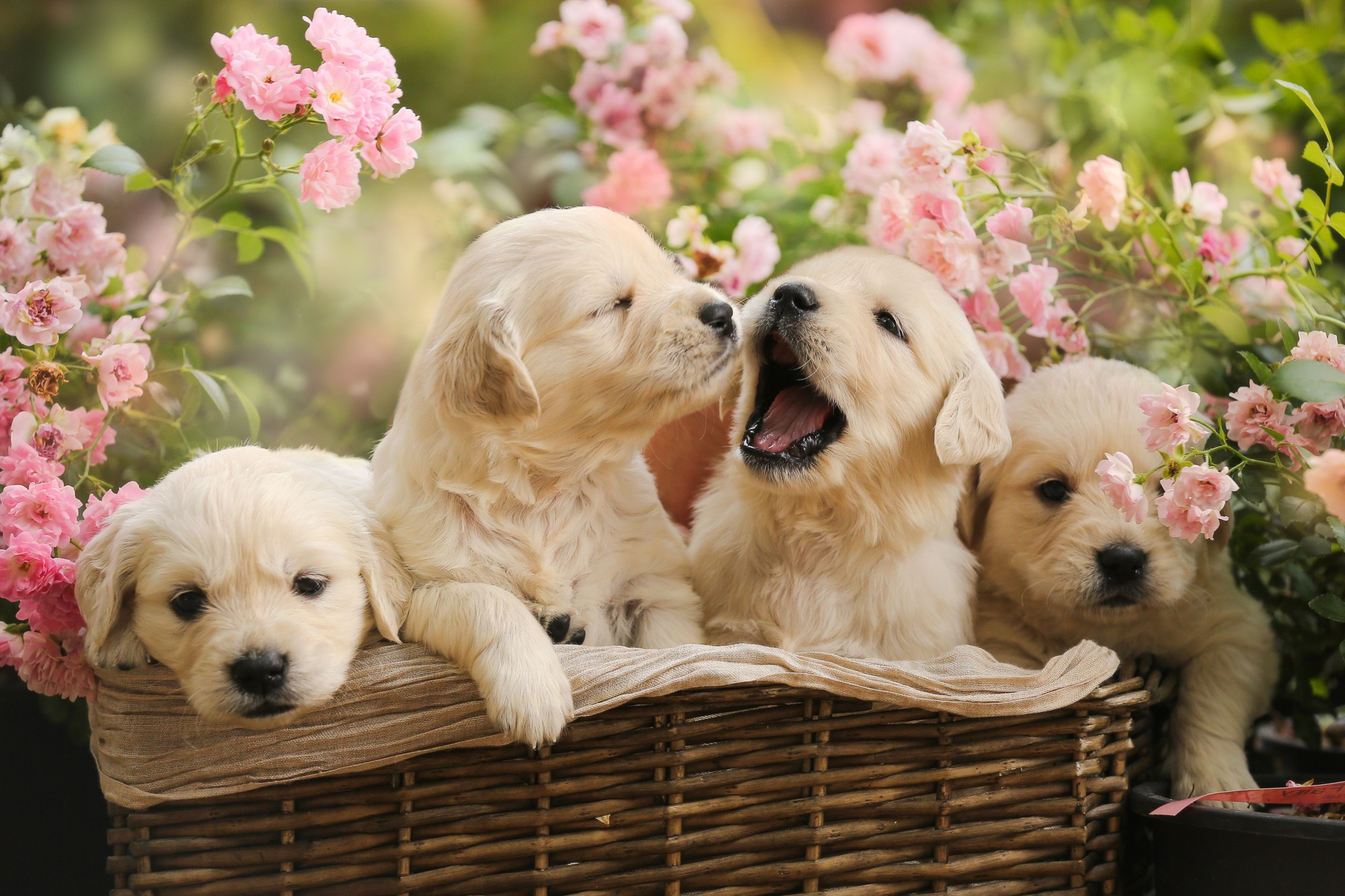 Фотосъёмки щенков. Фотограф-анималист Natalia Deingel | Фотосъемка собак в Москве