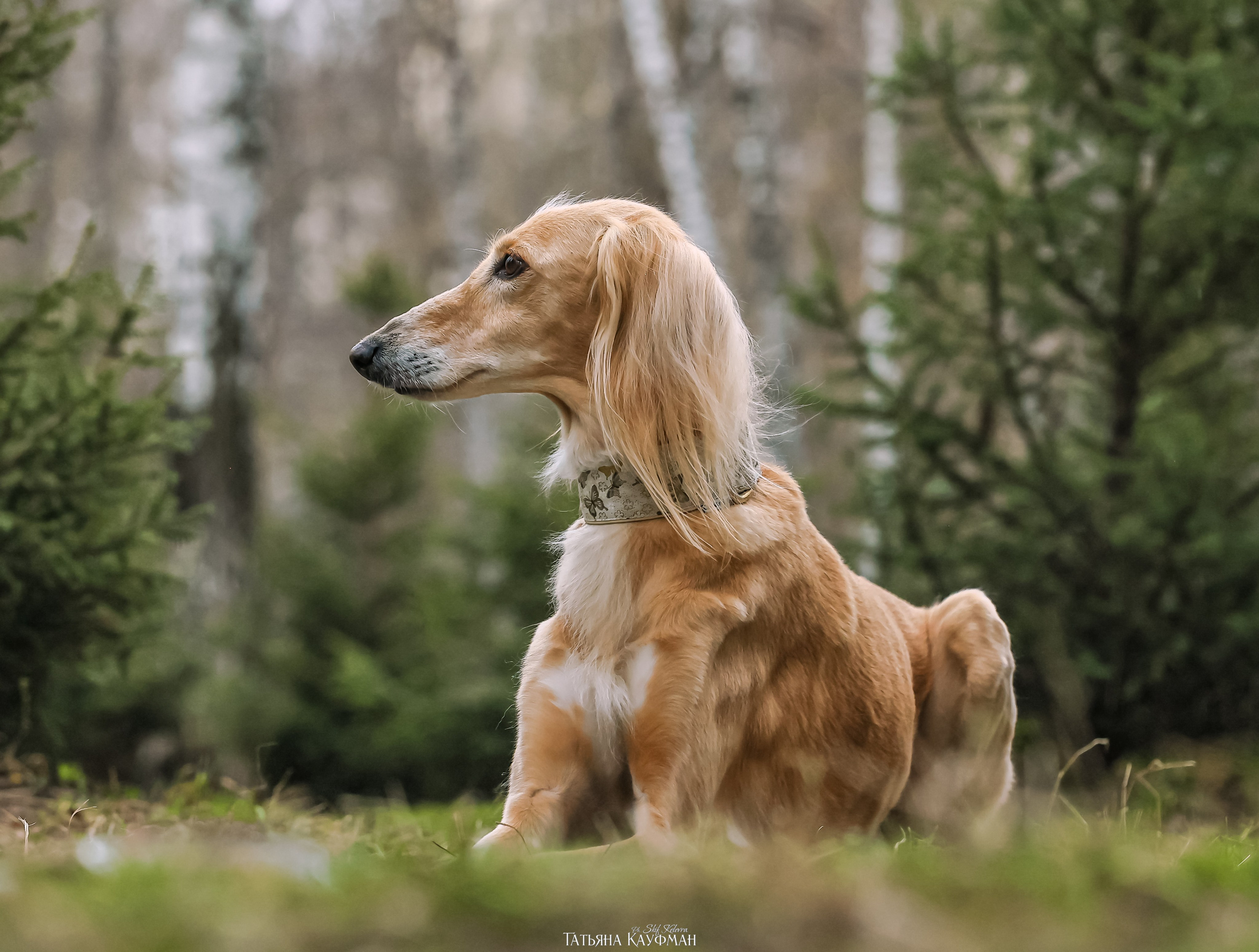 Салюки, фотография салюки, красивая собака, фотограф анималист, фотокурс Анималистика, научиться фотографировать собак, фотограф Новосибирск