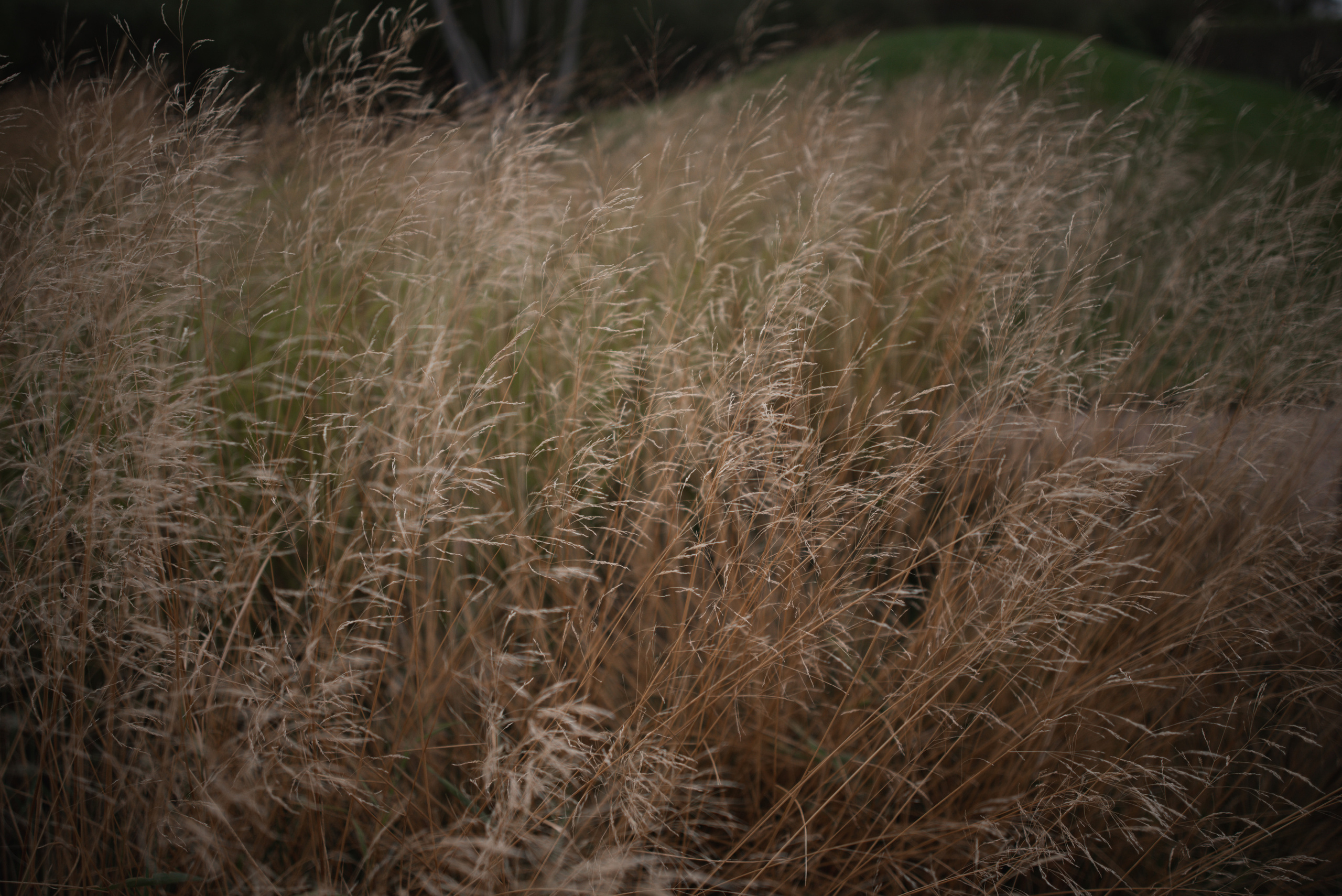 Breeze. Свадебный фотограф Марина Шлыкова