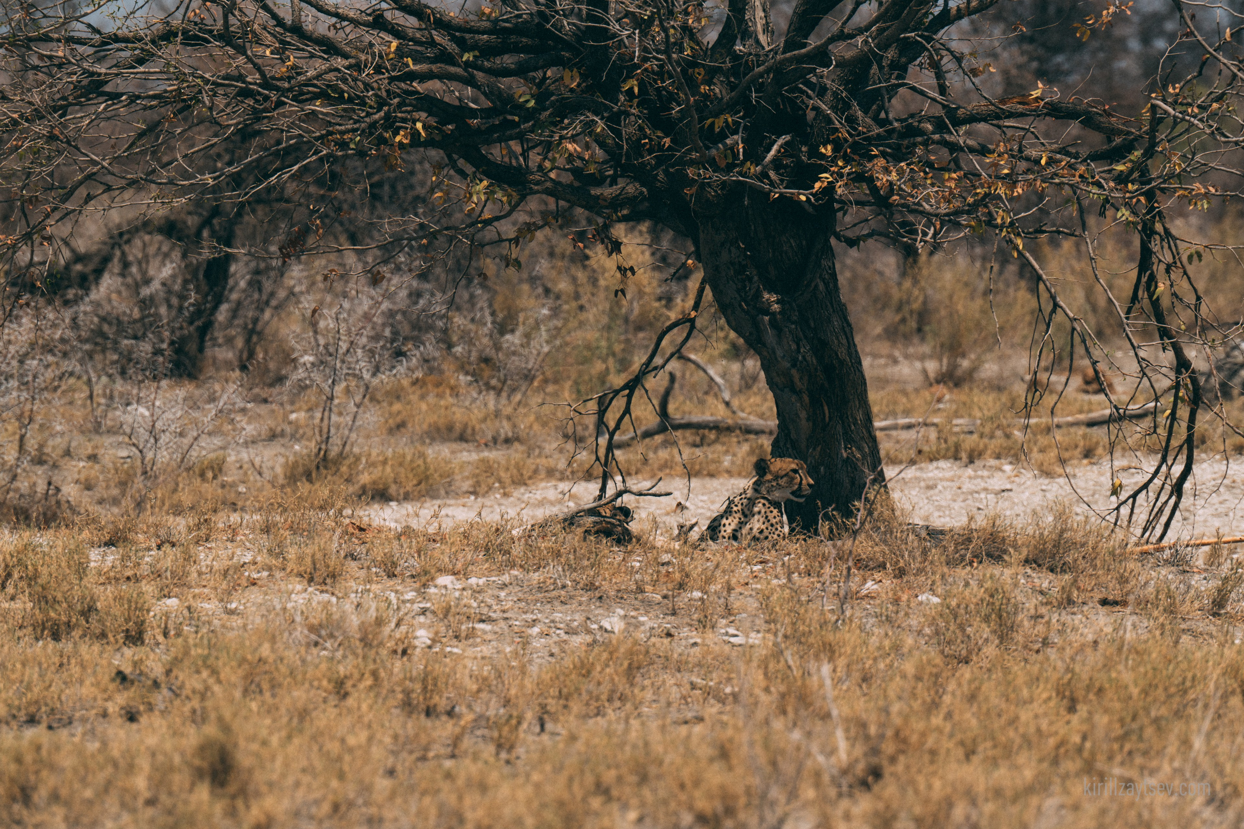 Жизнь. Профессиональный фотограф Кирилл Зайцев