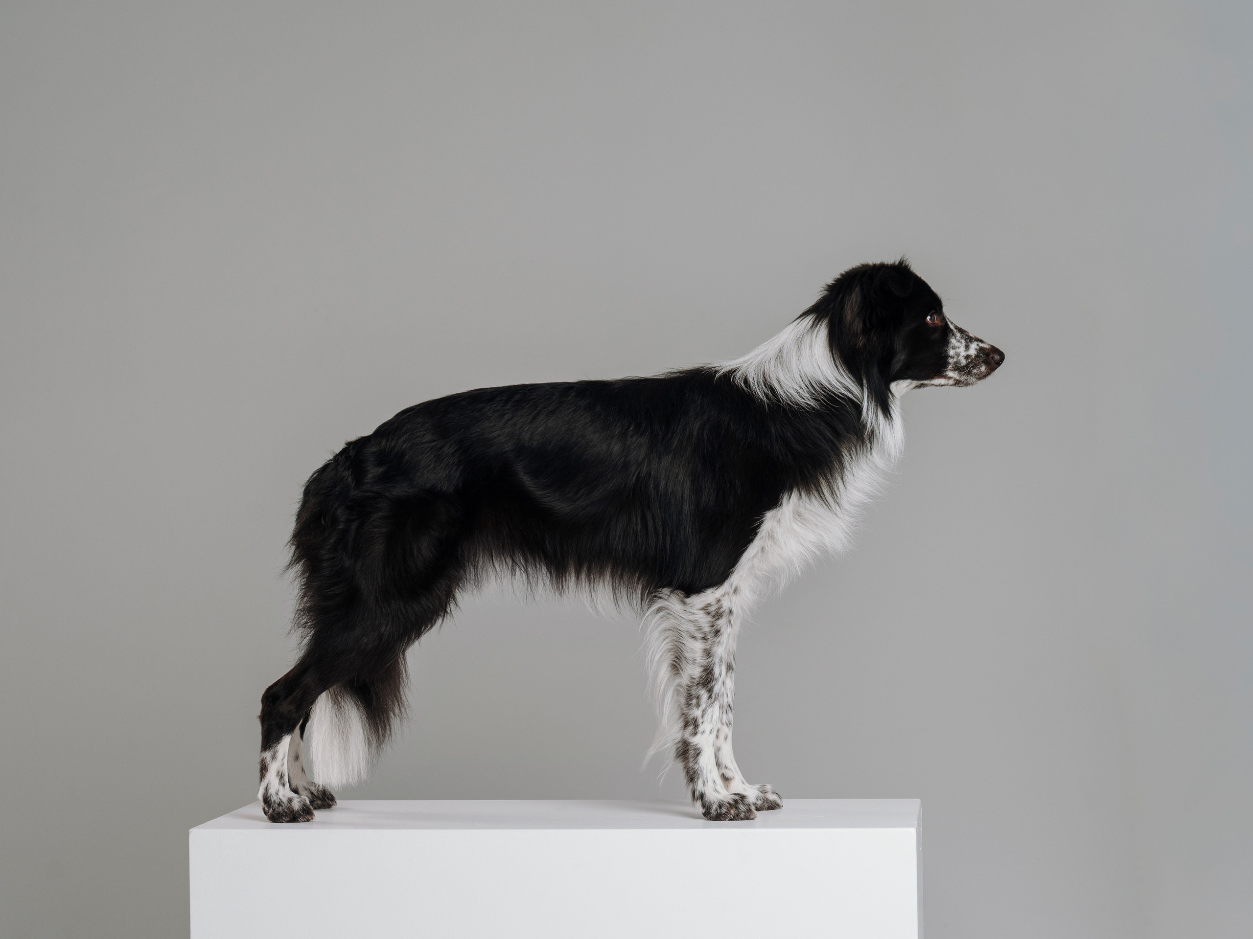 Настя, Рэги и Зена. Семейный фотограф анималист Ананьева Мария — Москва