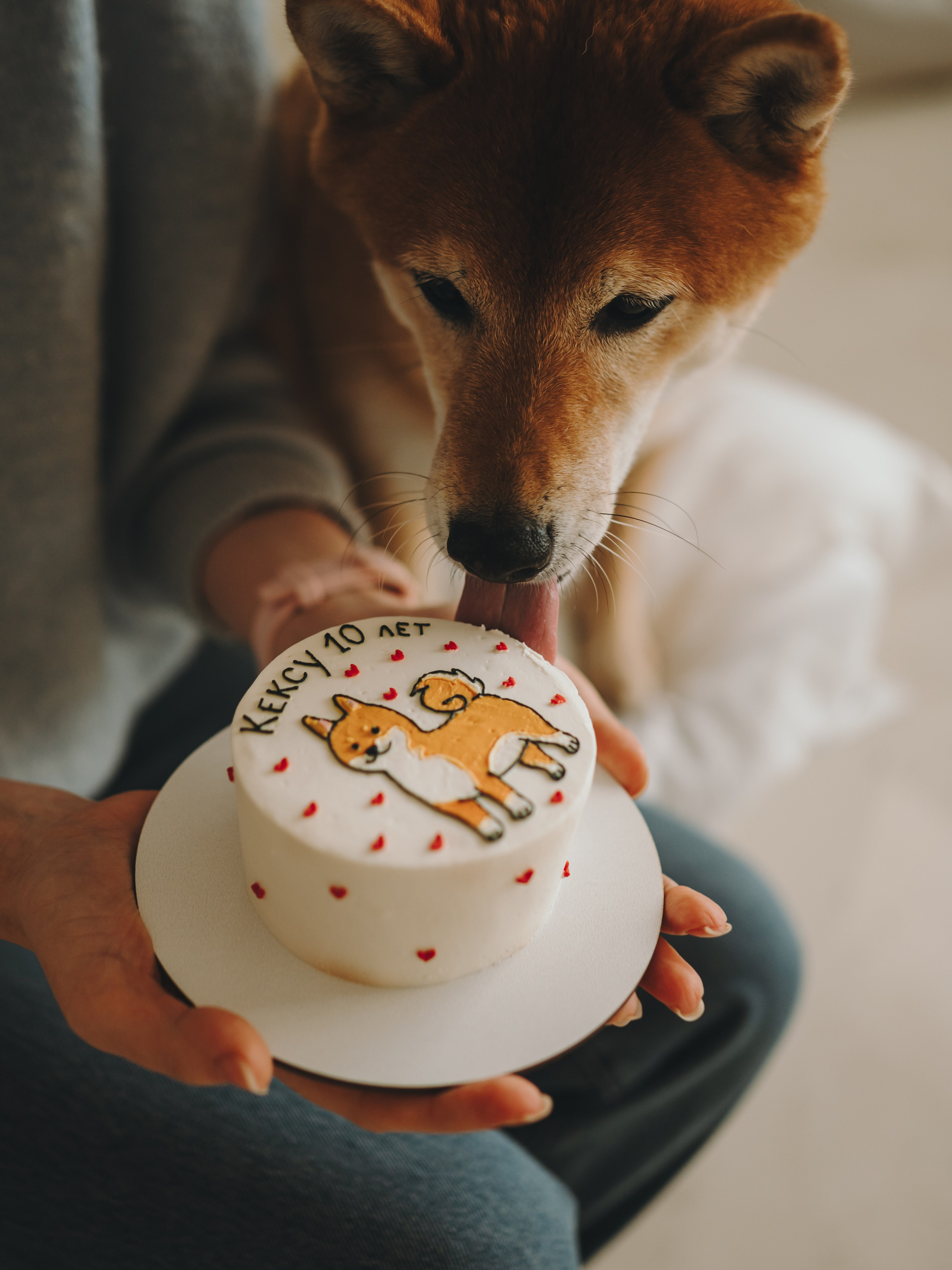 День рождения Кексика. Семейный фотограф анималист Ананьева Мария — Москва