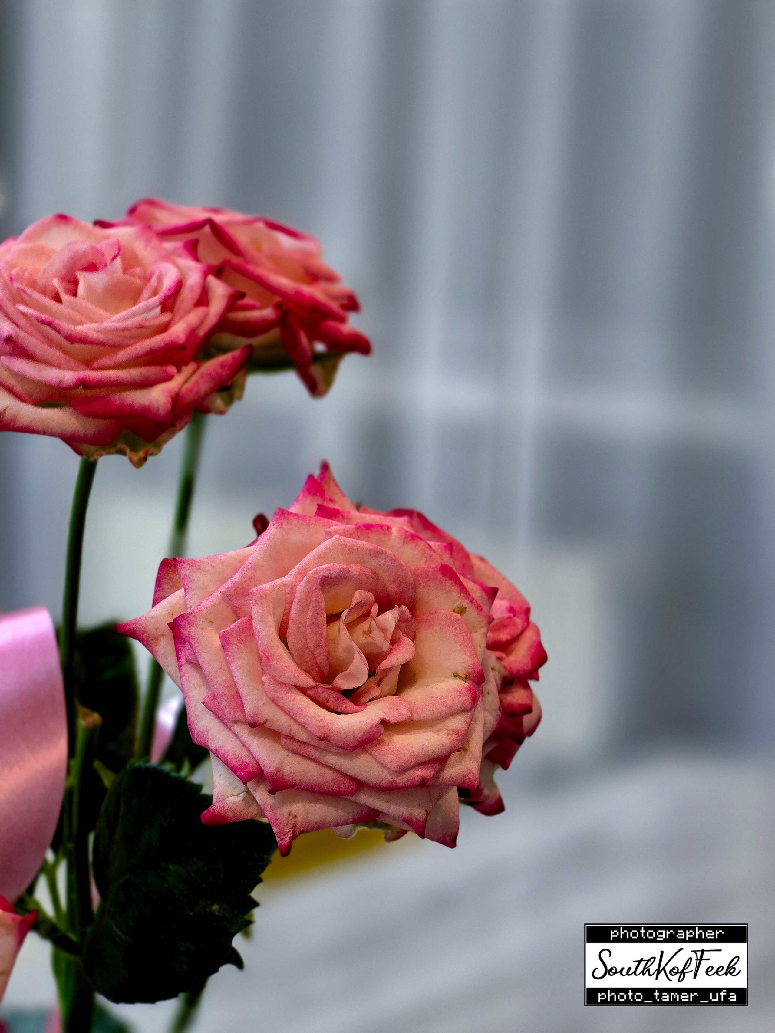 Цветы?. Photo Tamer Ufa