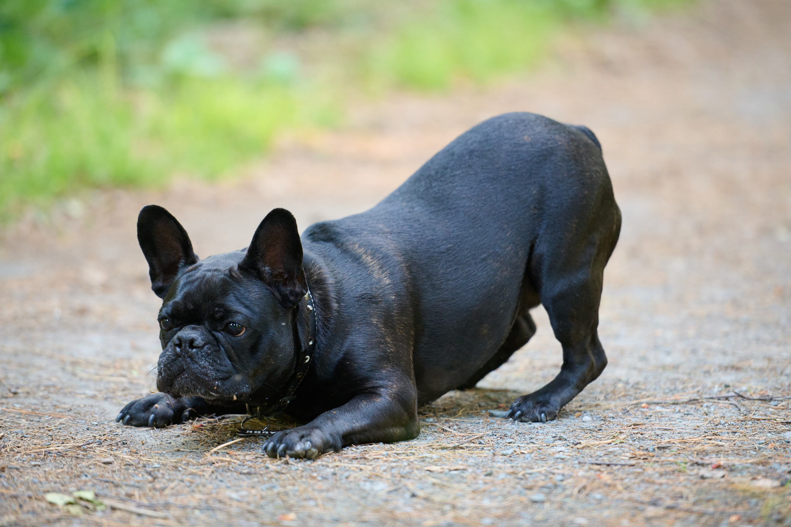 Семейная фотосессия с собакой. Репортажный и семейный фотограф — Шелихов Сергей