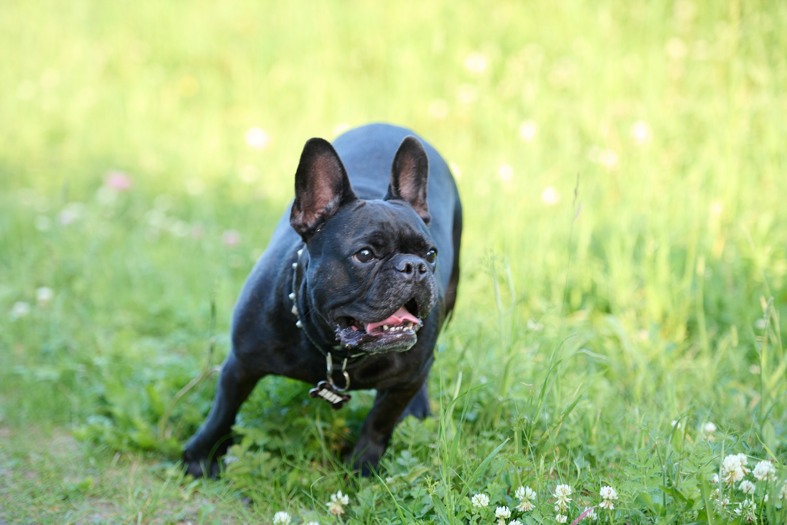 Семейная фотосессия с собакой. Репортажный и семейный фотограф — Шелихов Сергей