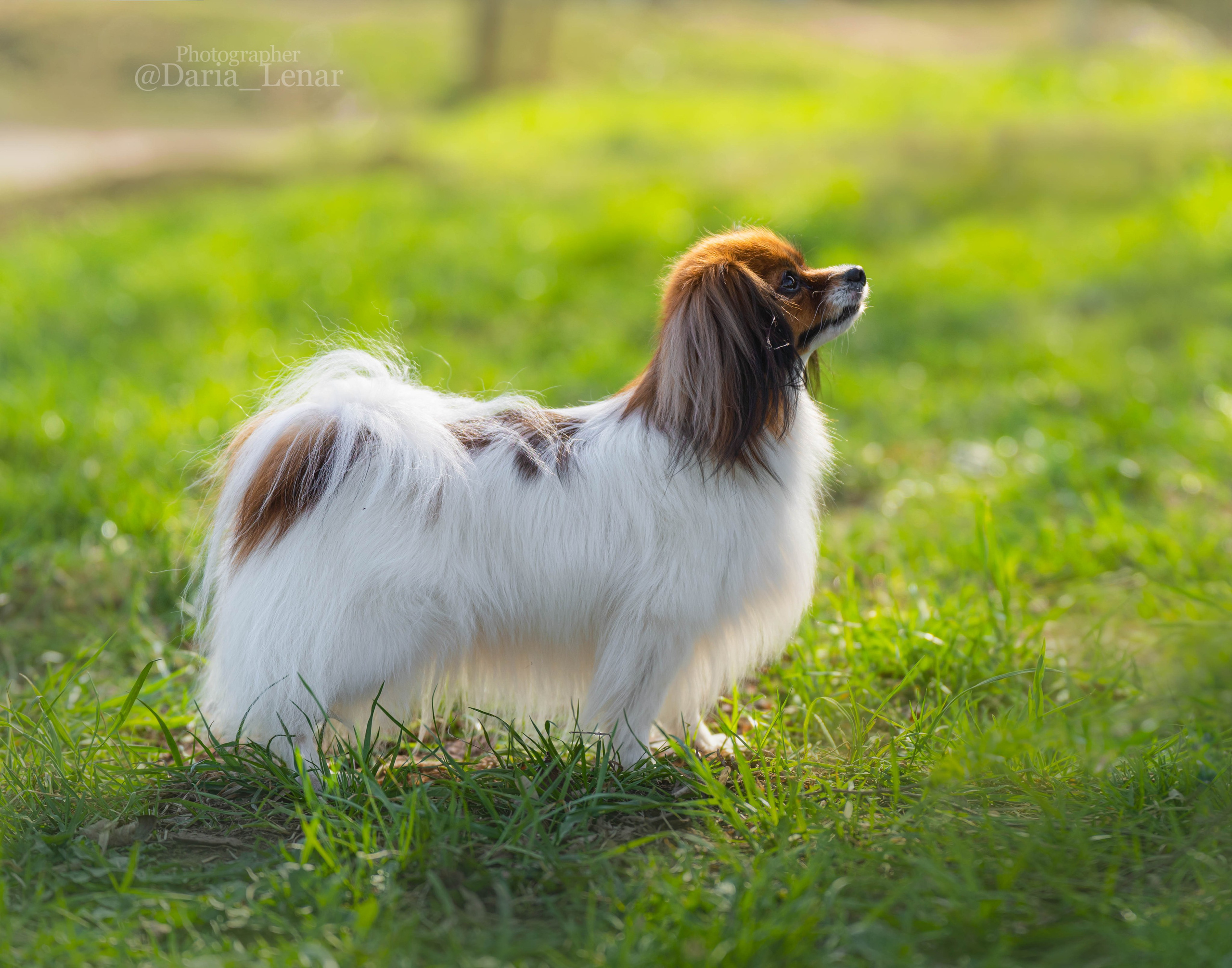 Выставки собак. Фотограф в Москве Ленарская Дарья