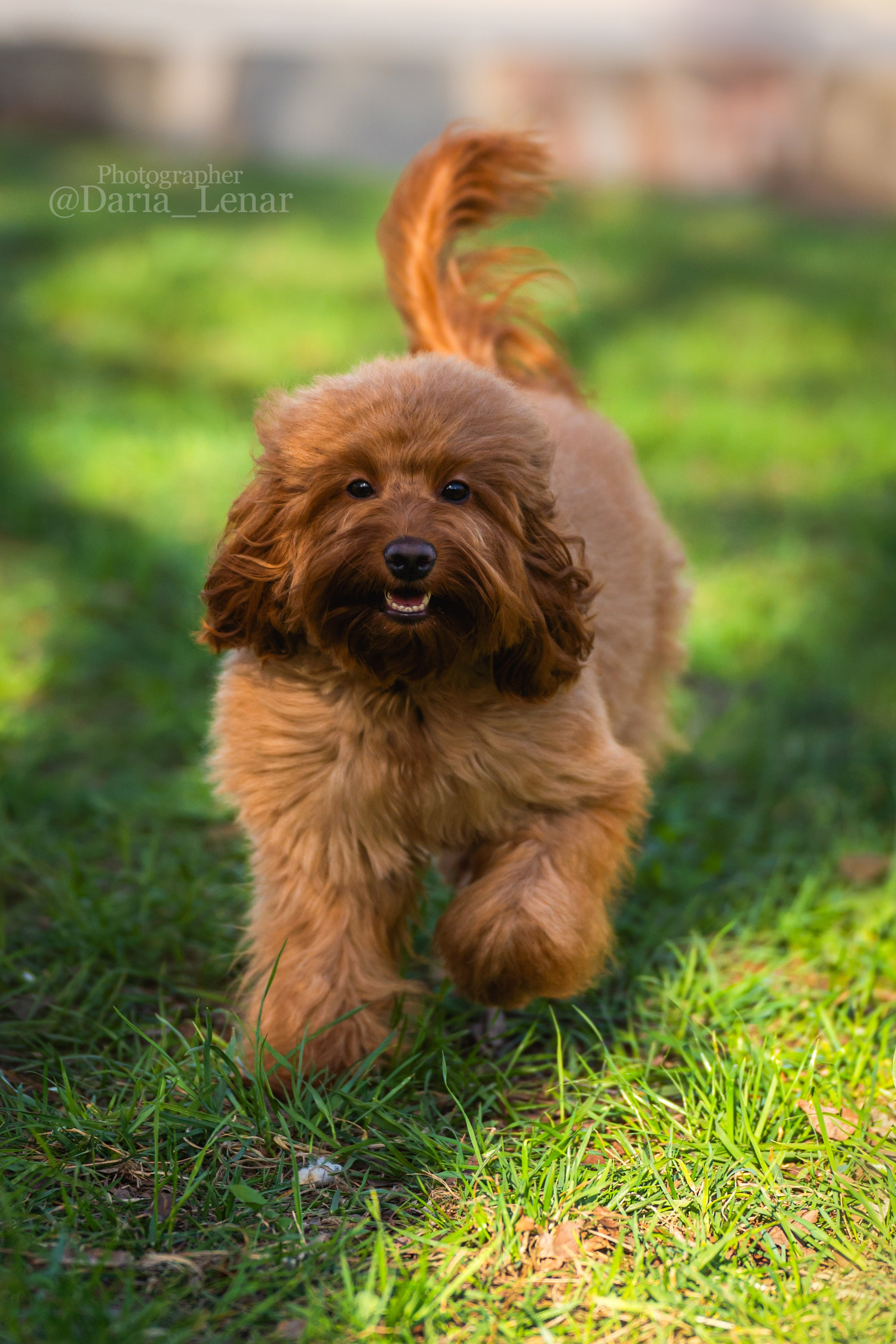 Выставки собак. Фотограф в Москве Ленарская Дарья