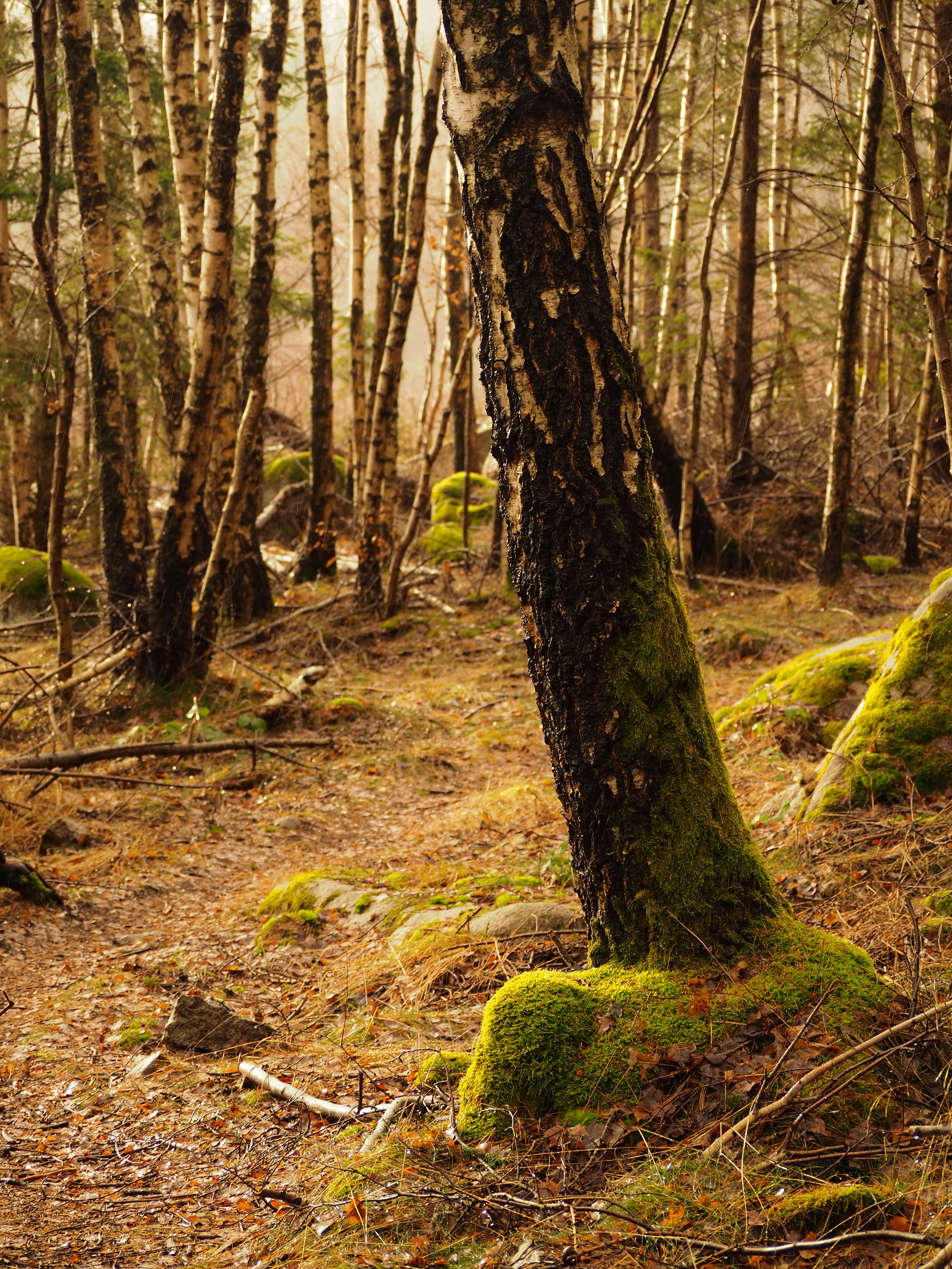 Харц. Германия. Репортажный фотограф в Берлине Александра Герман