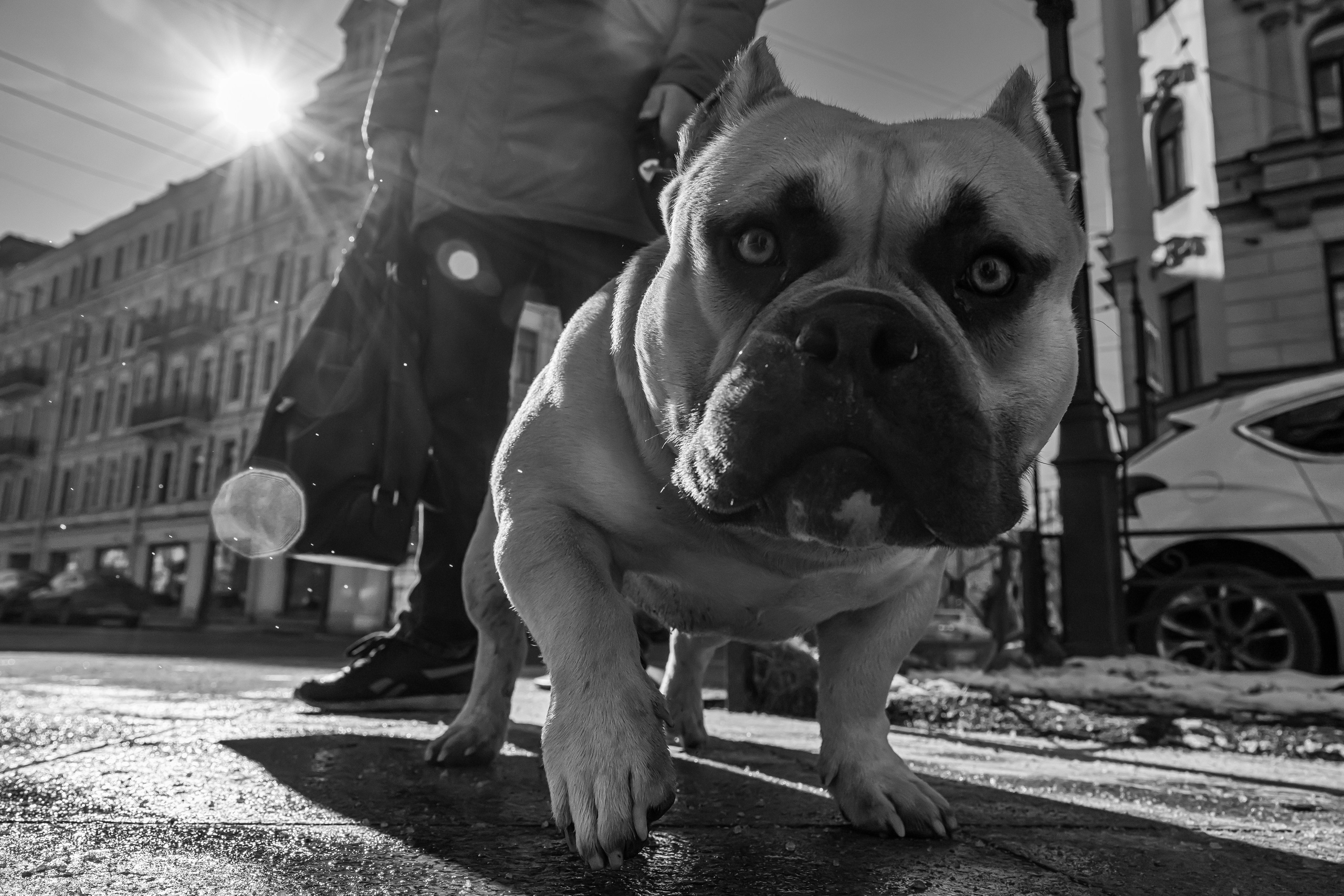 Dimitri Bakhtadze, dogs photos. Dimitri Bakhtadze photographer