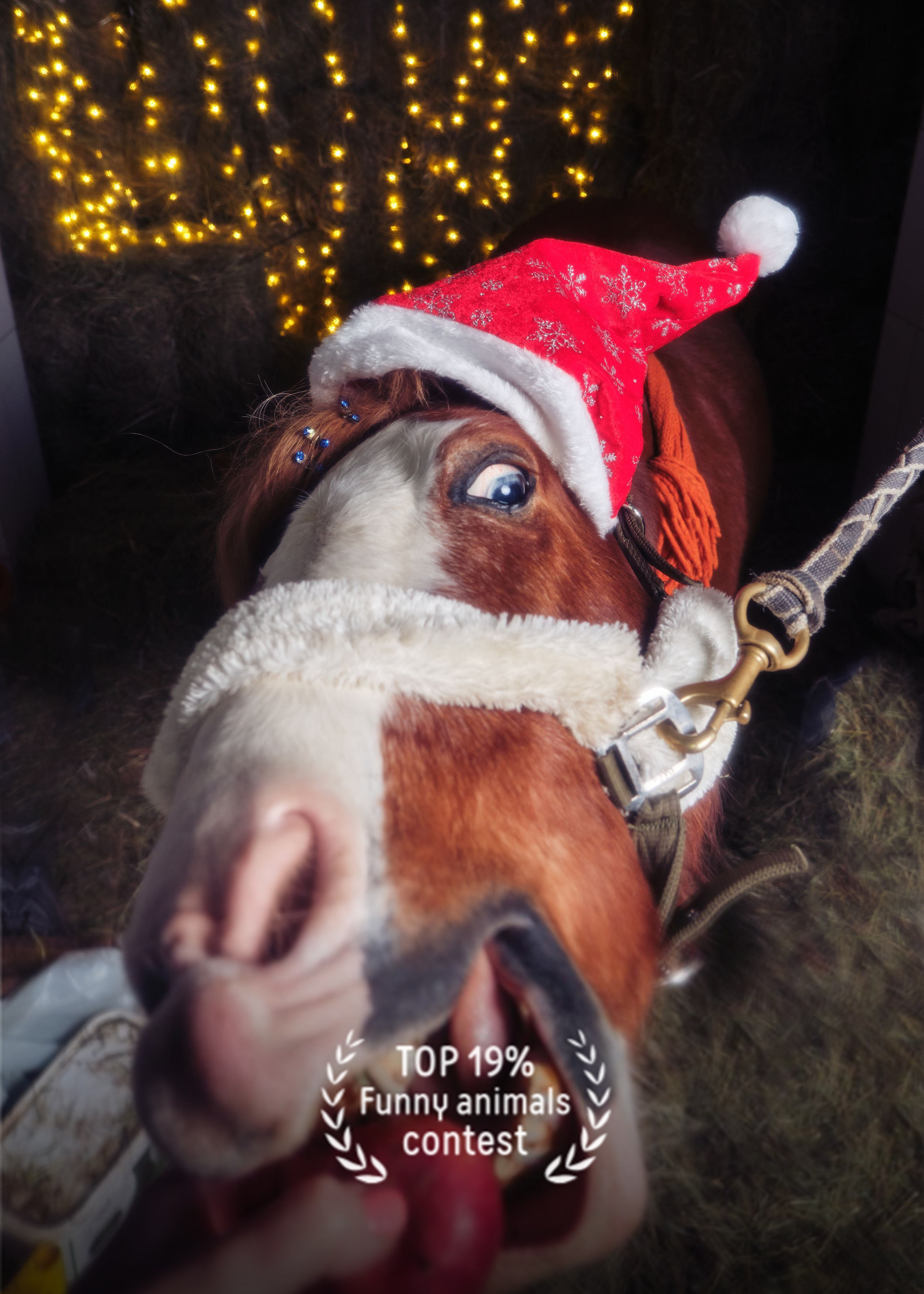 Фото тематического конкурса 35 awards Смешные животные фотограф Колышева Виктория